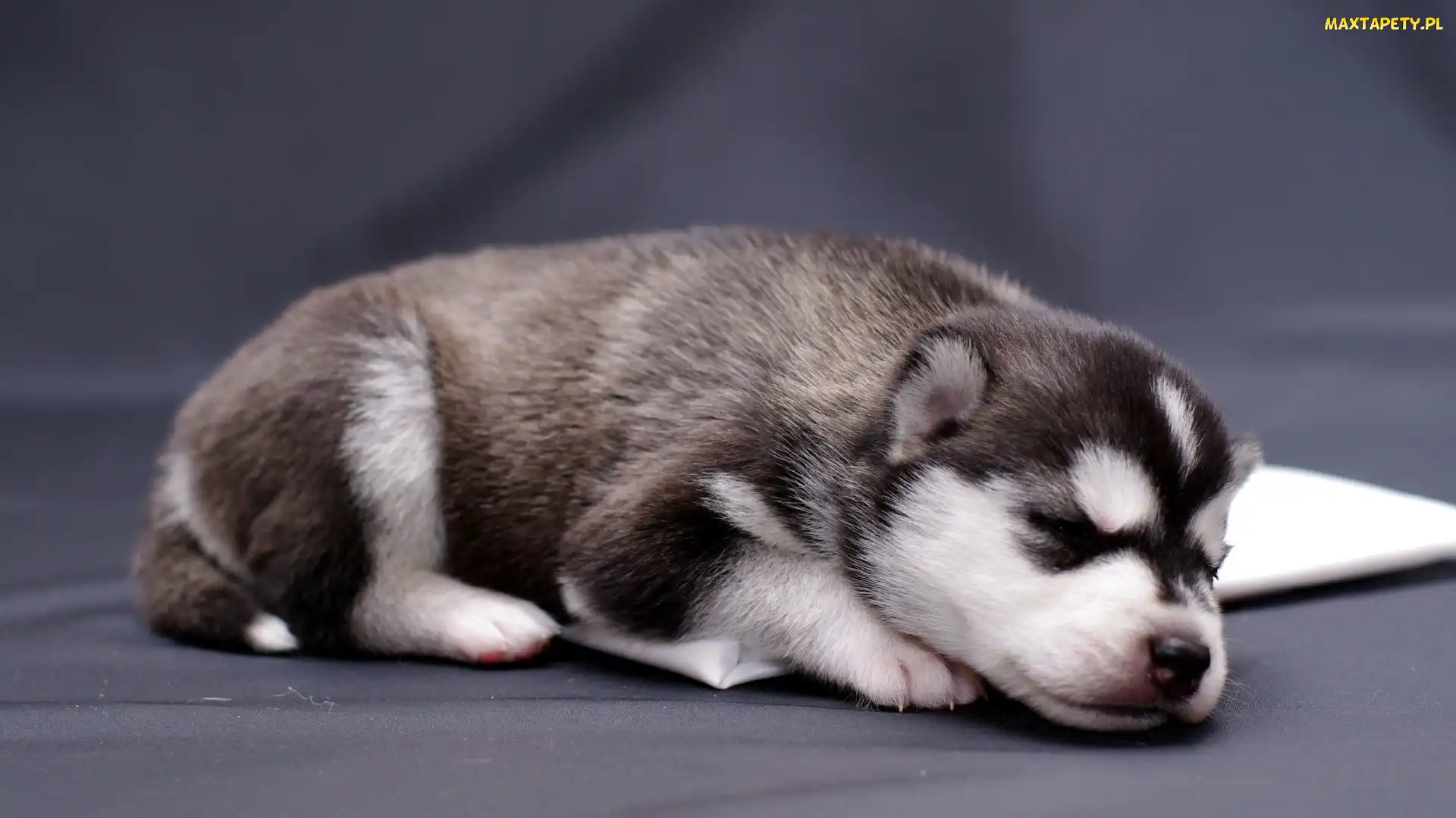 Szczeniak, Siberian Husky, Śpiący