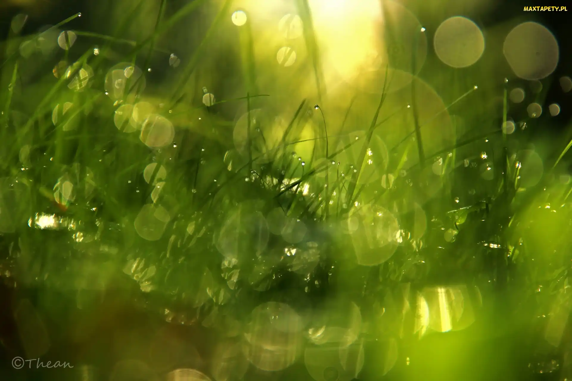 Krople, Bokeh, Trawa