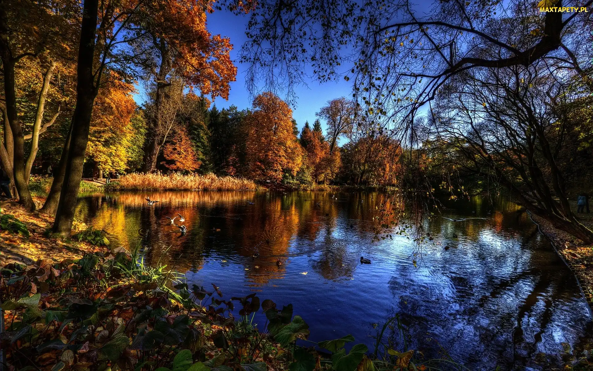 Jesień, Park, Ptaki, Drzewa, Kaczki, Staw
