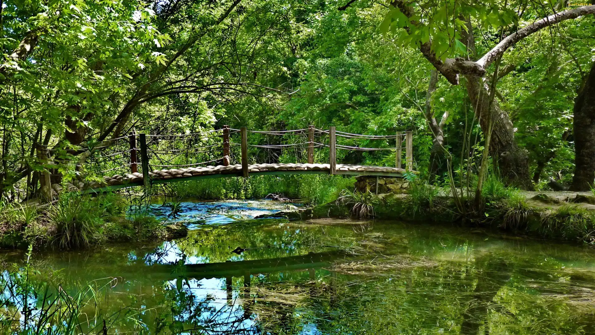 Rzeczka, Mostek, Las