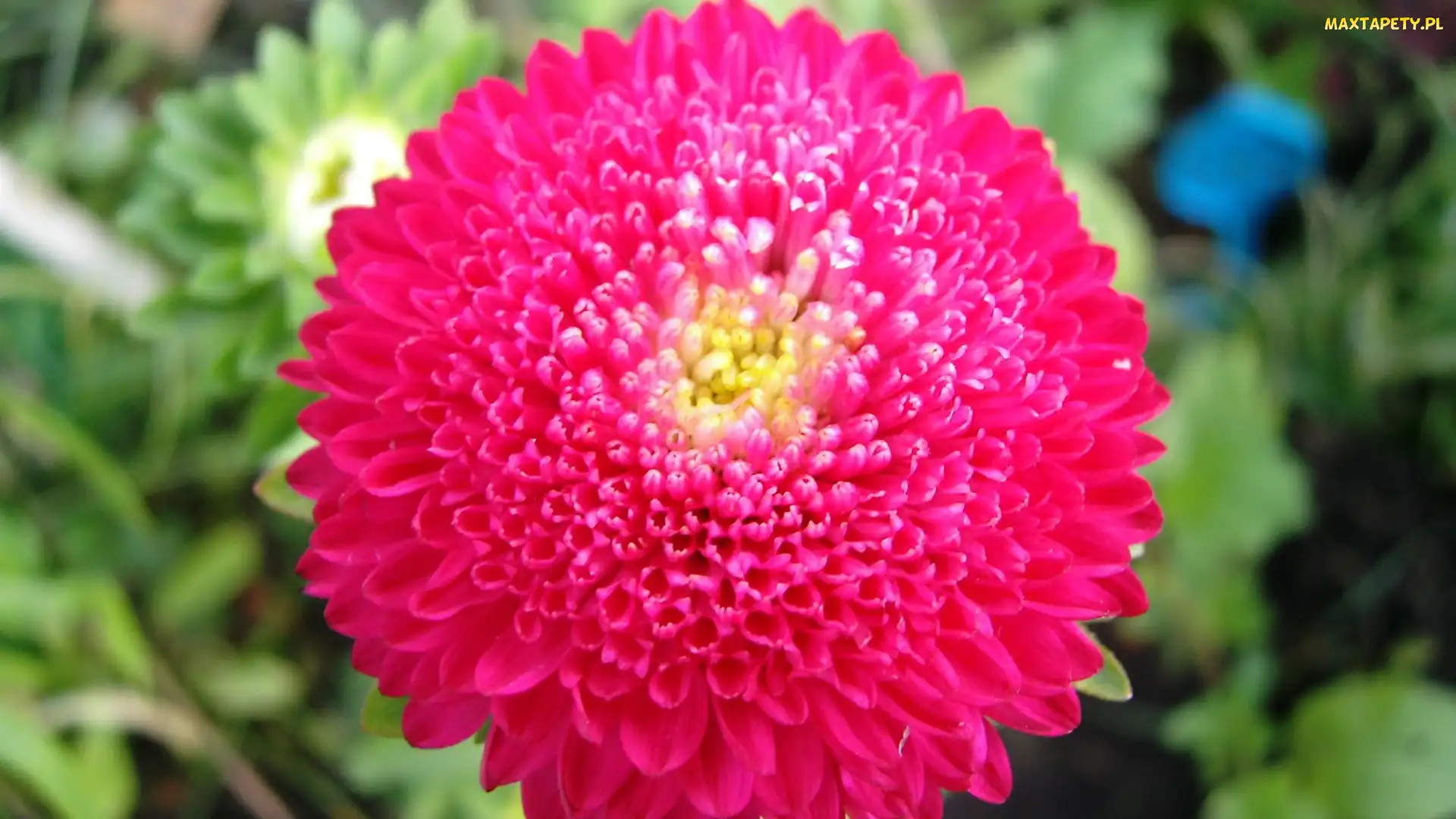 Dalia, Różowa