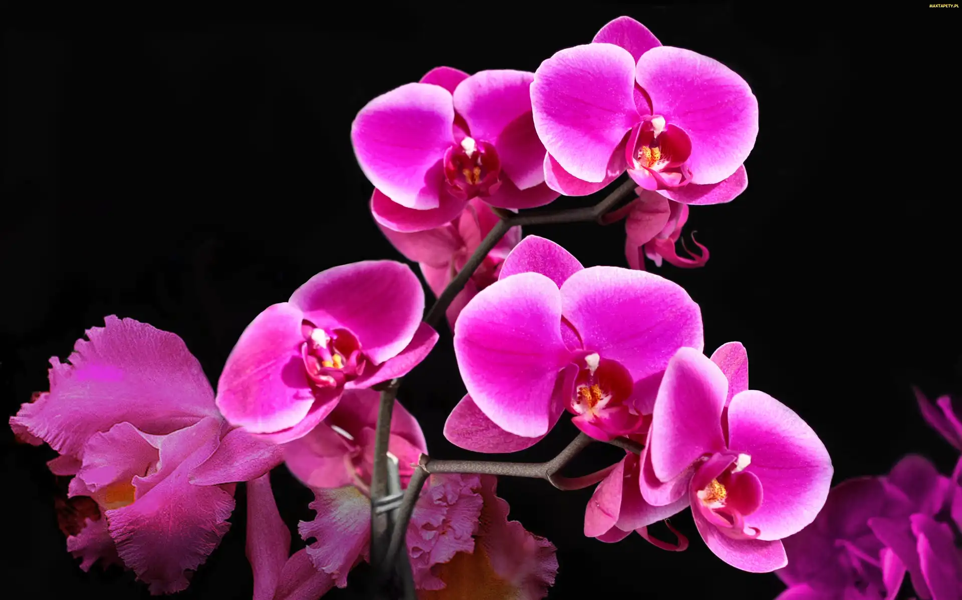 Orchidea, Storczyk, Kwiat