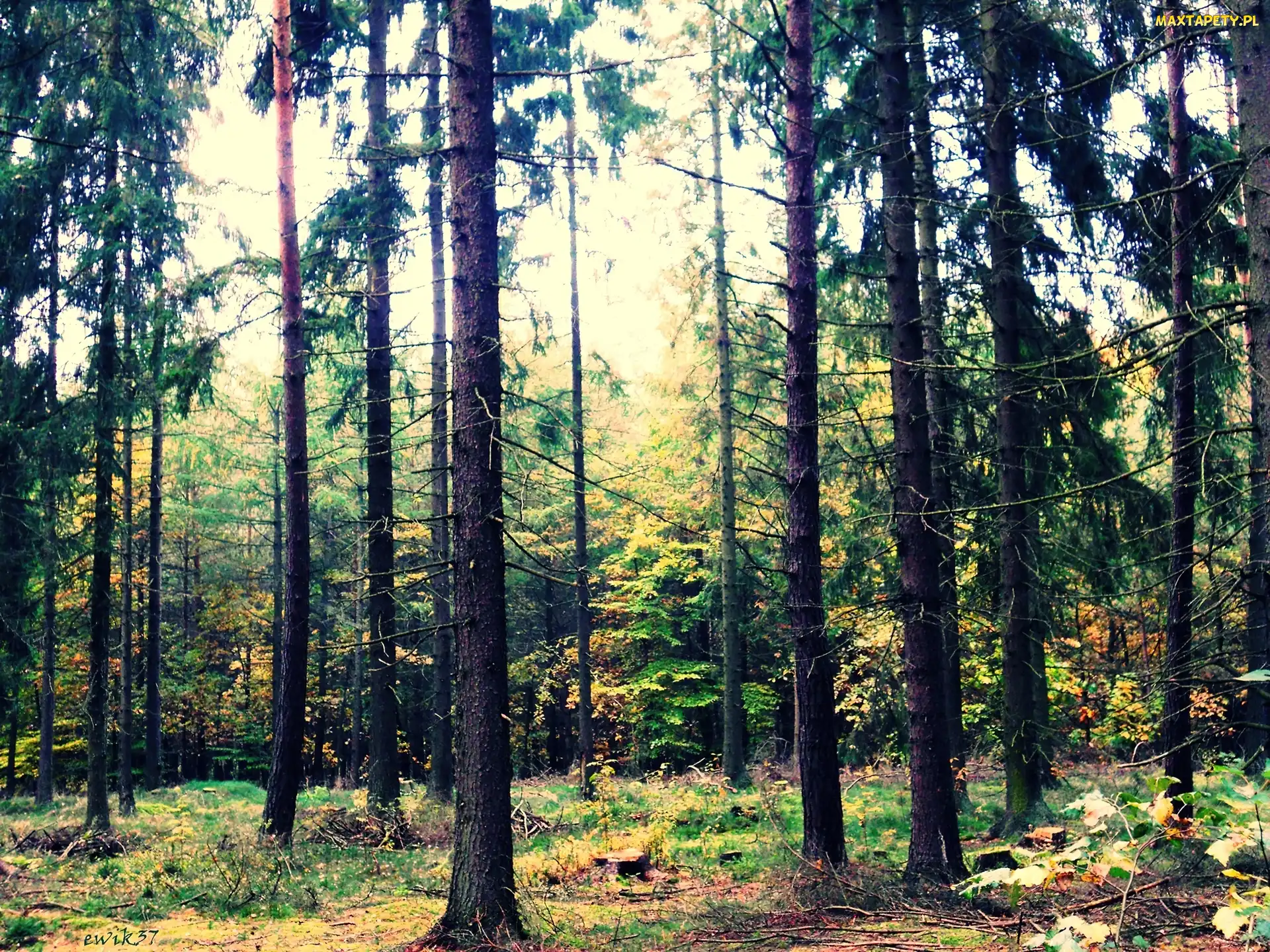 Światła, Błysk, Las, Polana