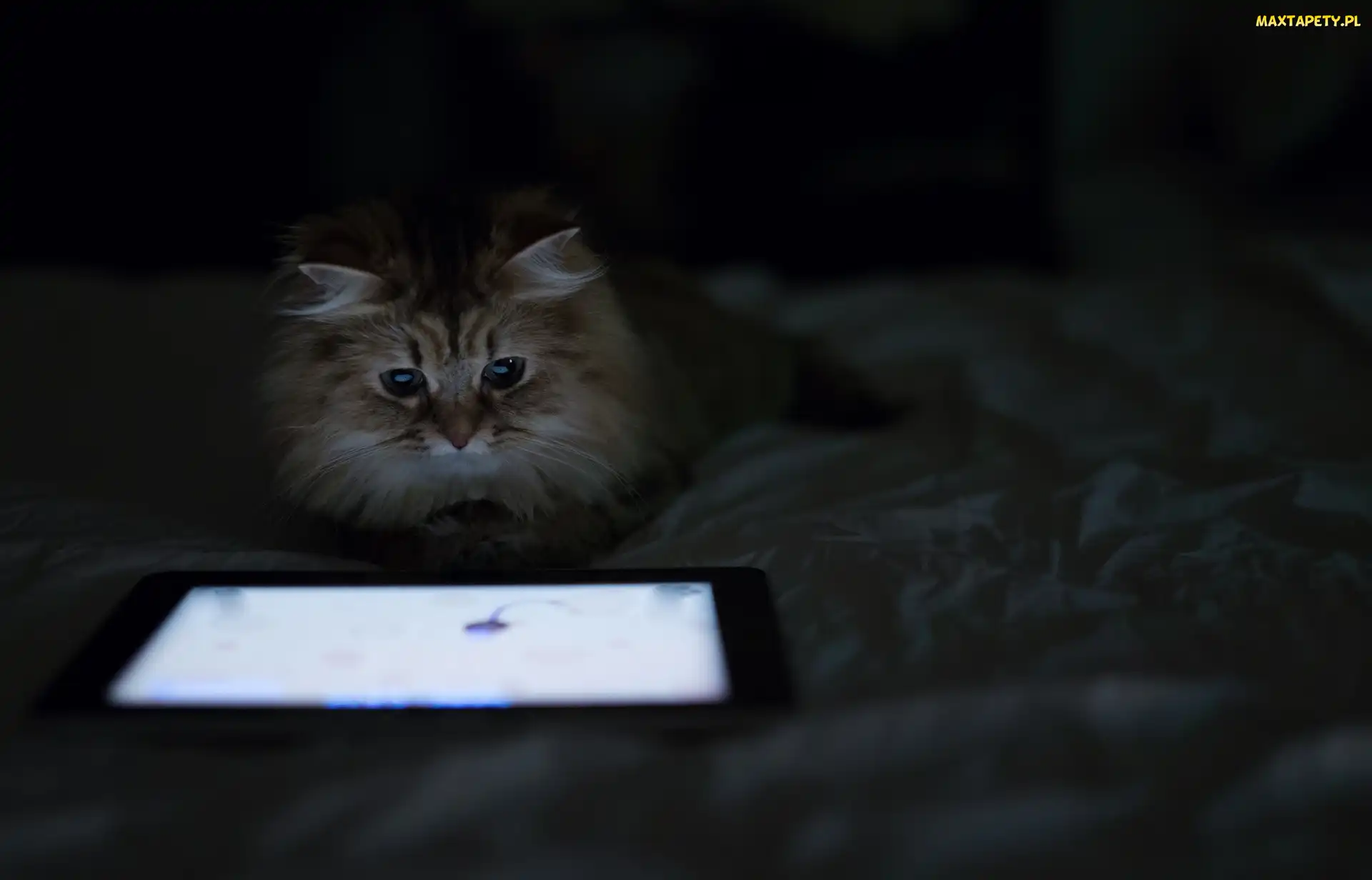 Kot, Tablet