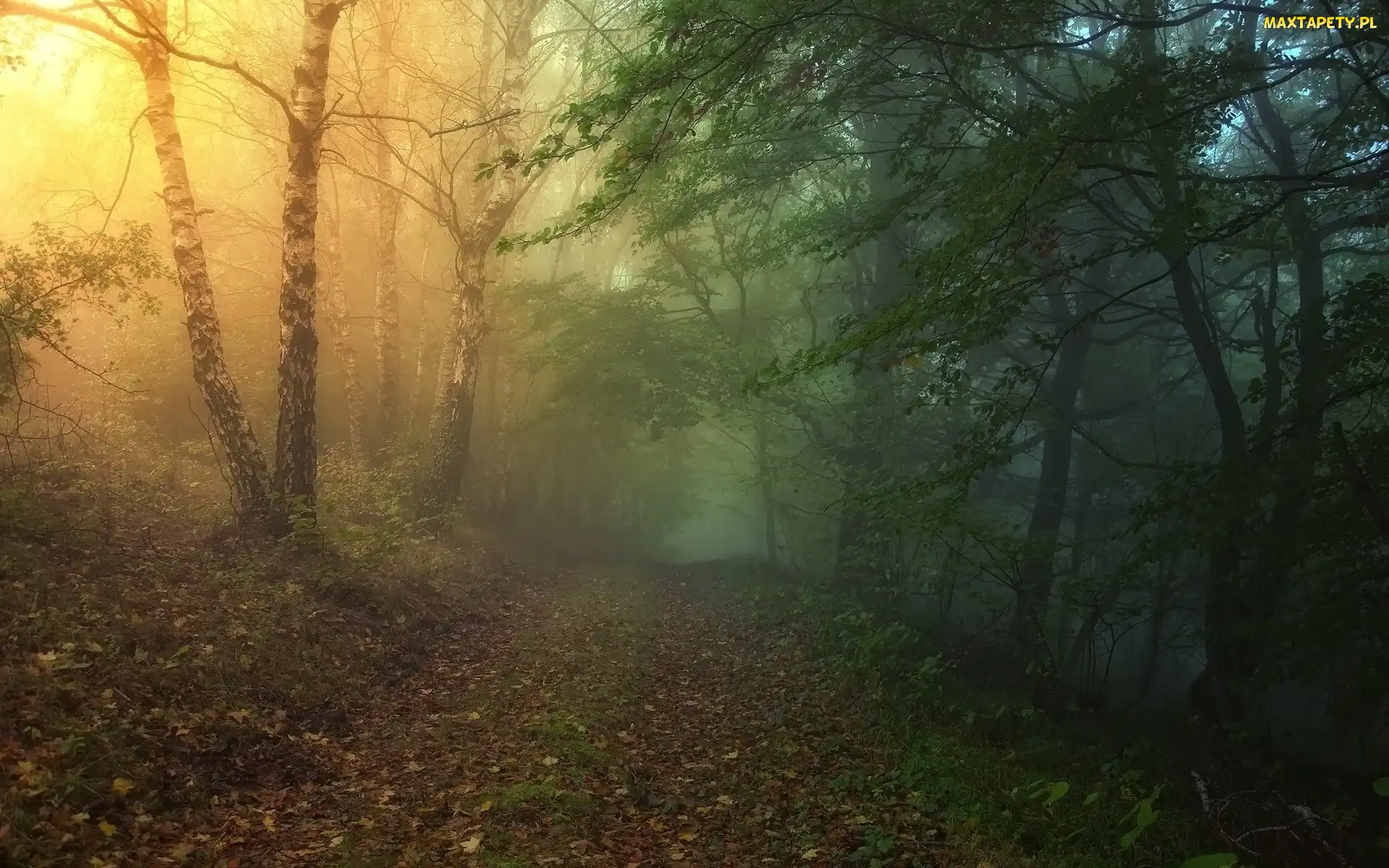 Mgła, Jesień, Światło, Liście, Las