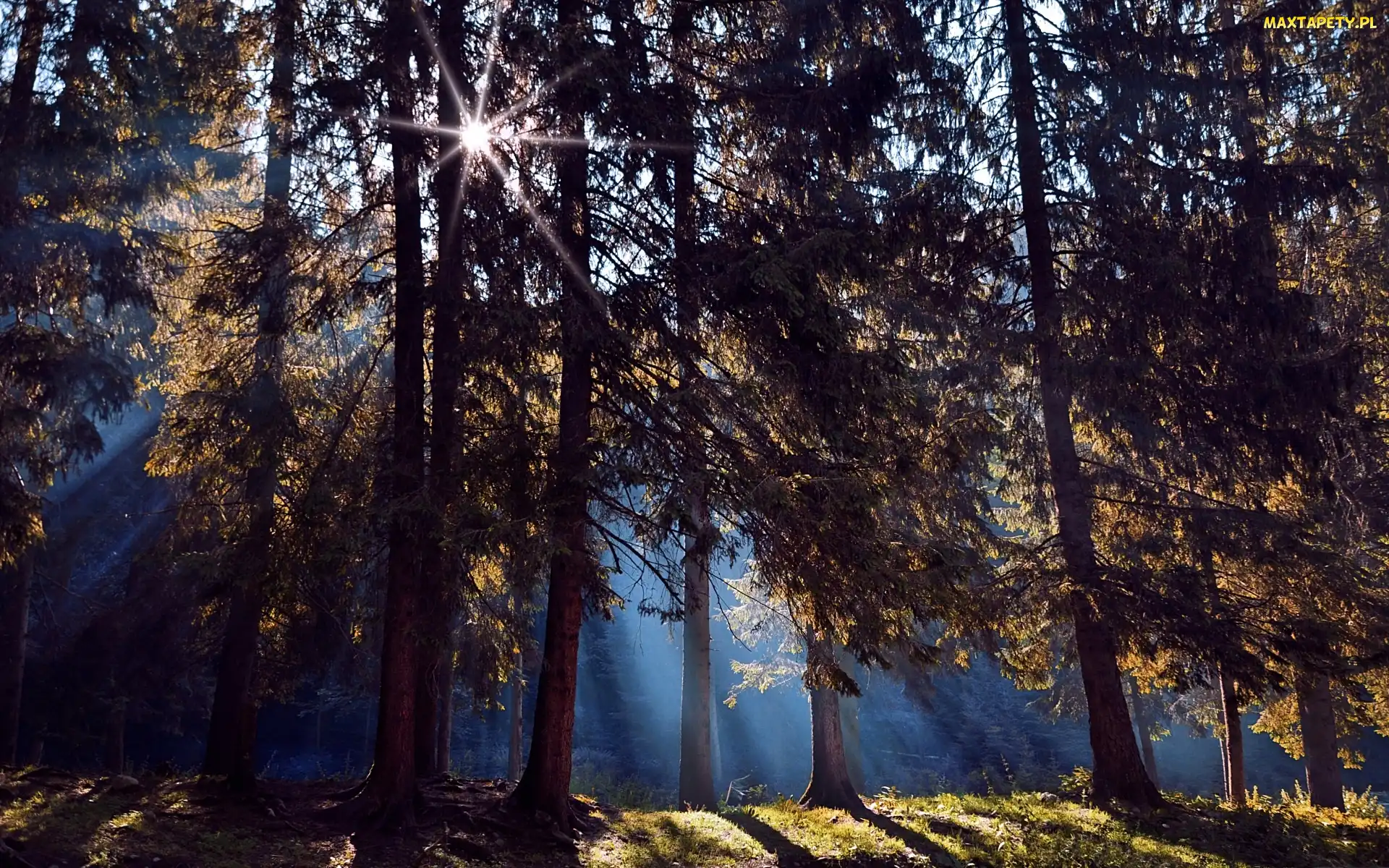 Las, Słońca, Drzew, Promienie, Cienie