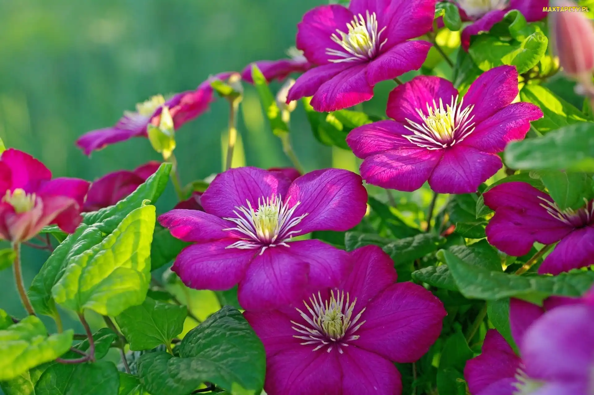 Clematis, Kwiaty