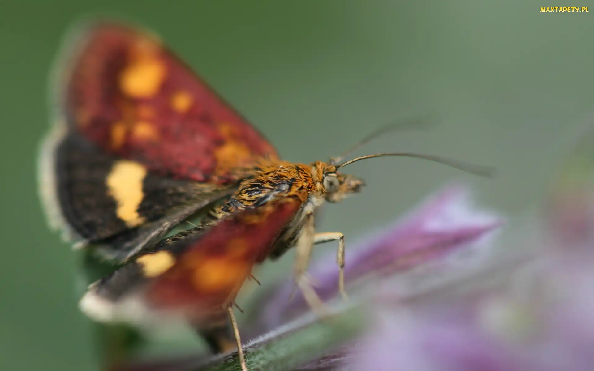 Żółto, Motyl, Bordowy, Czarno
