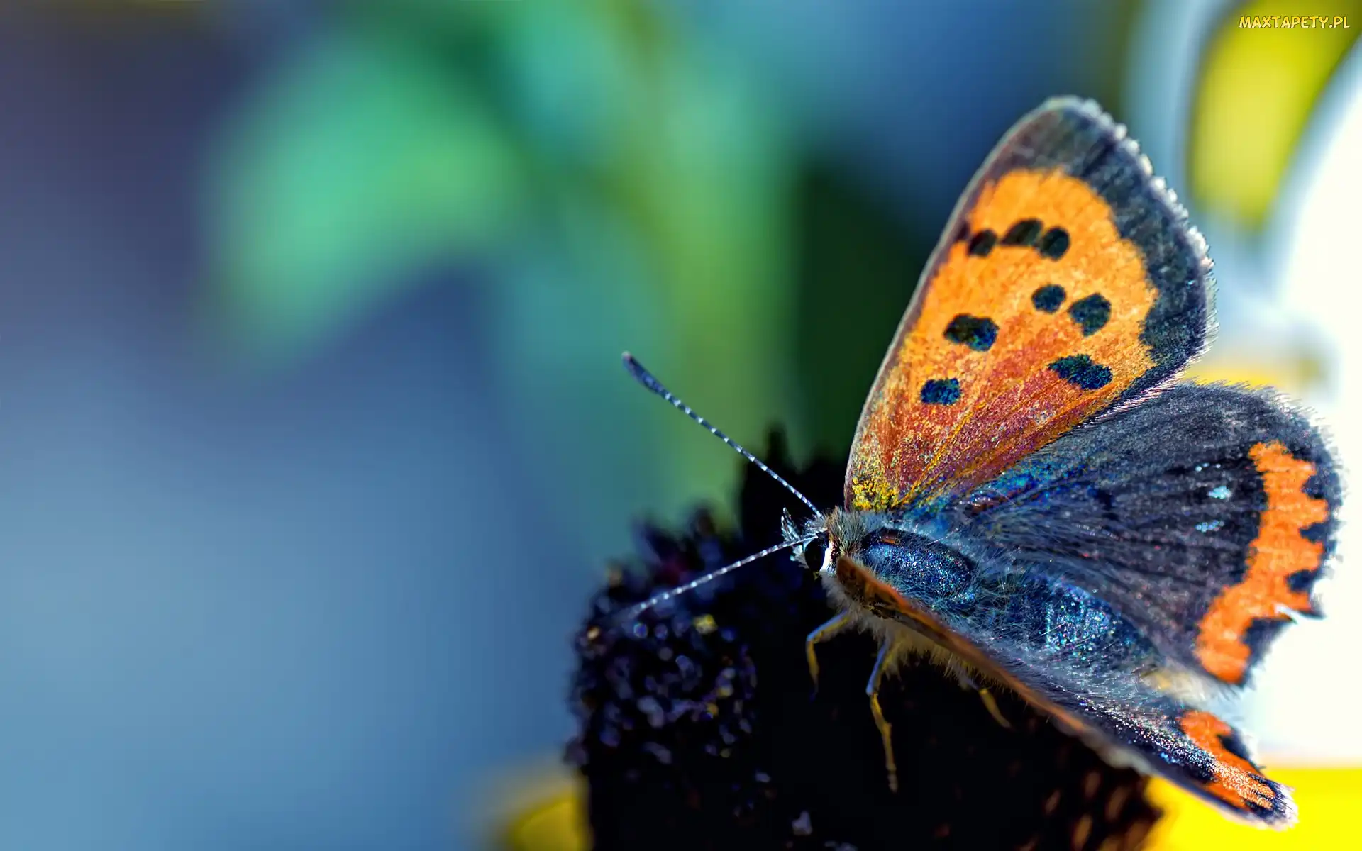 Motyl, Kwiat