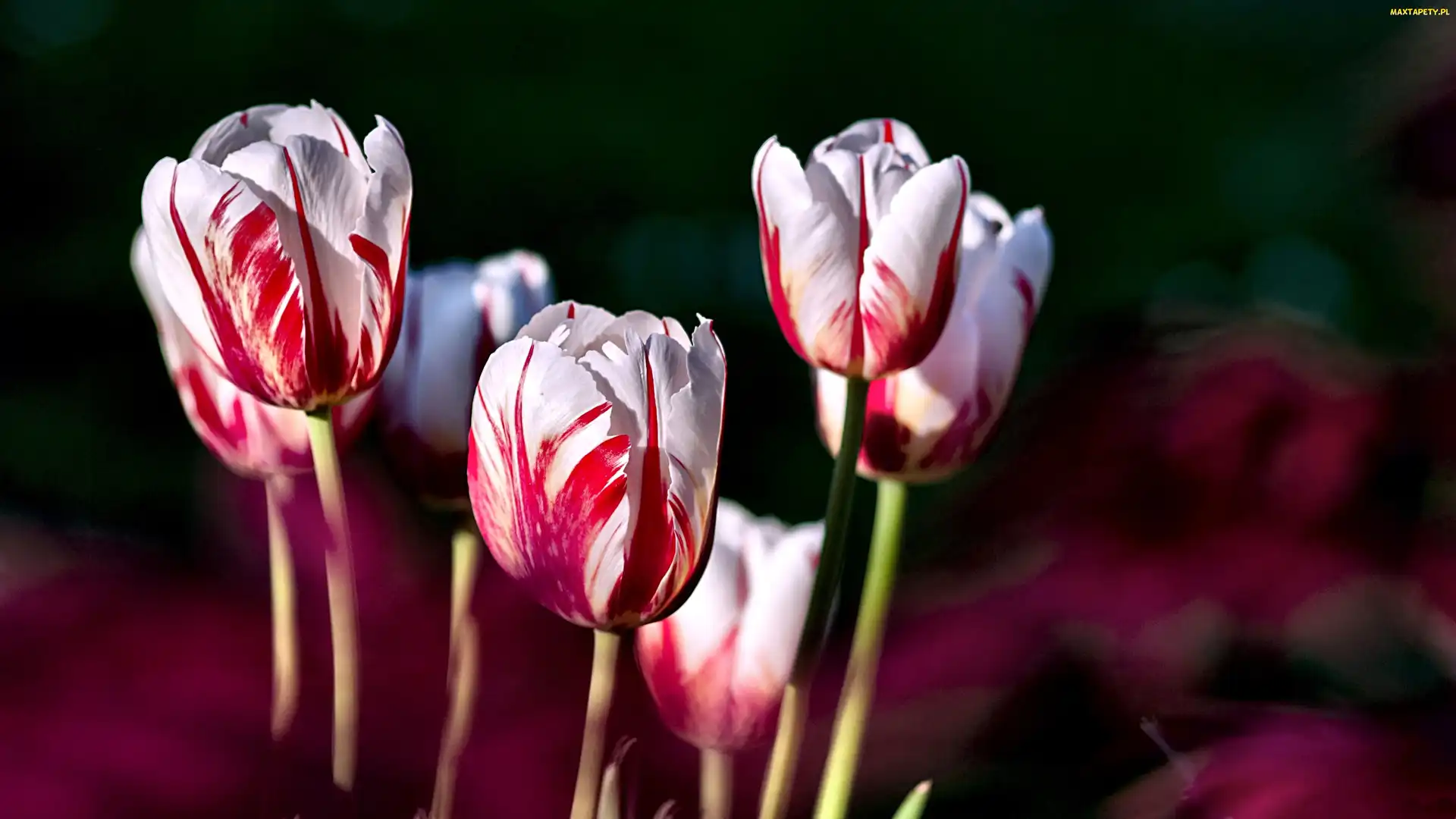 Tulipany, Czerwone, Biało