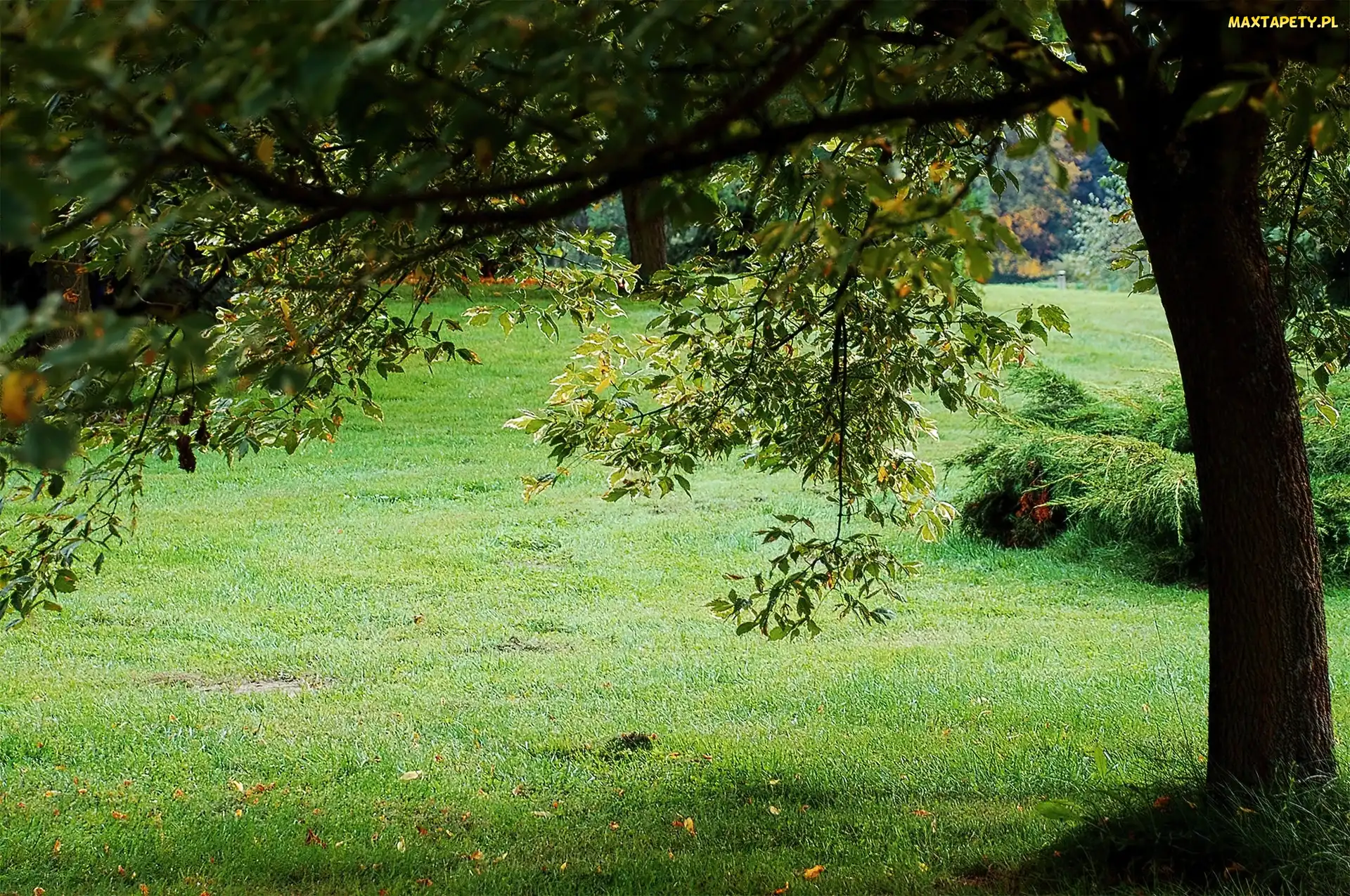Trawa, Drzewo, Park