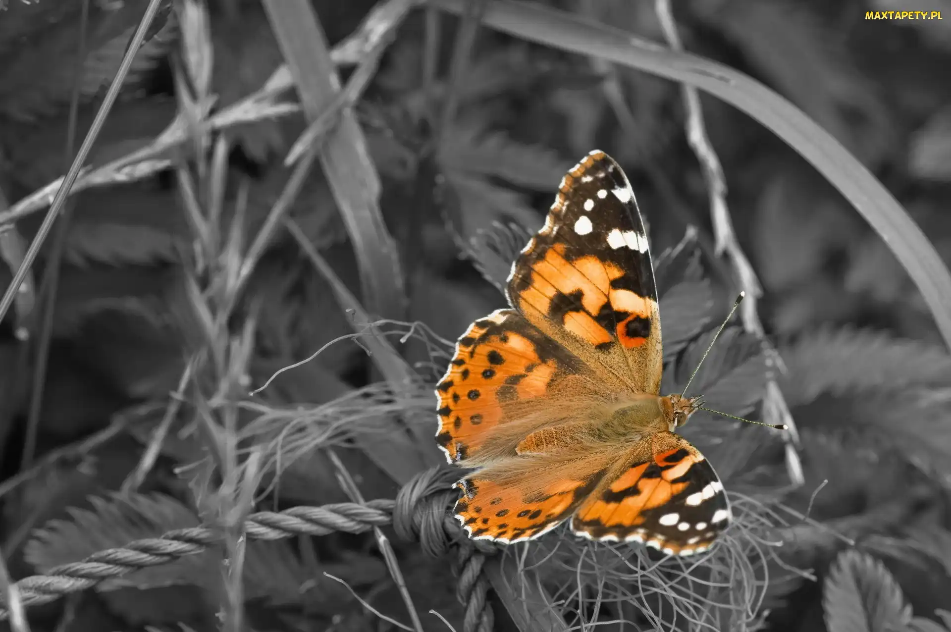 Las, Trawy, Piękny, Motyl
