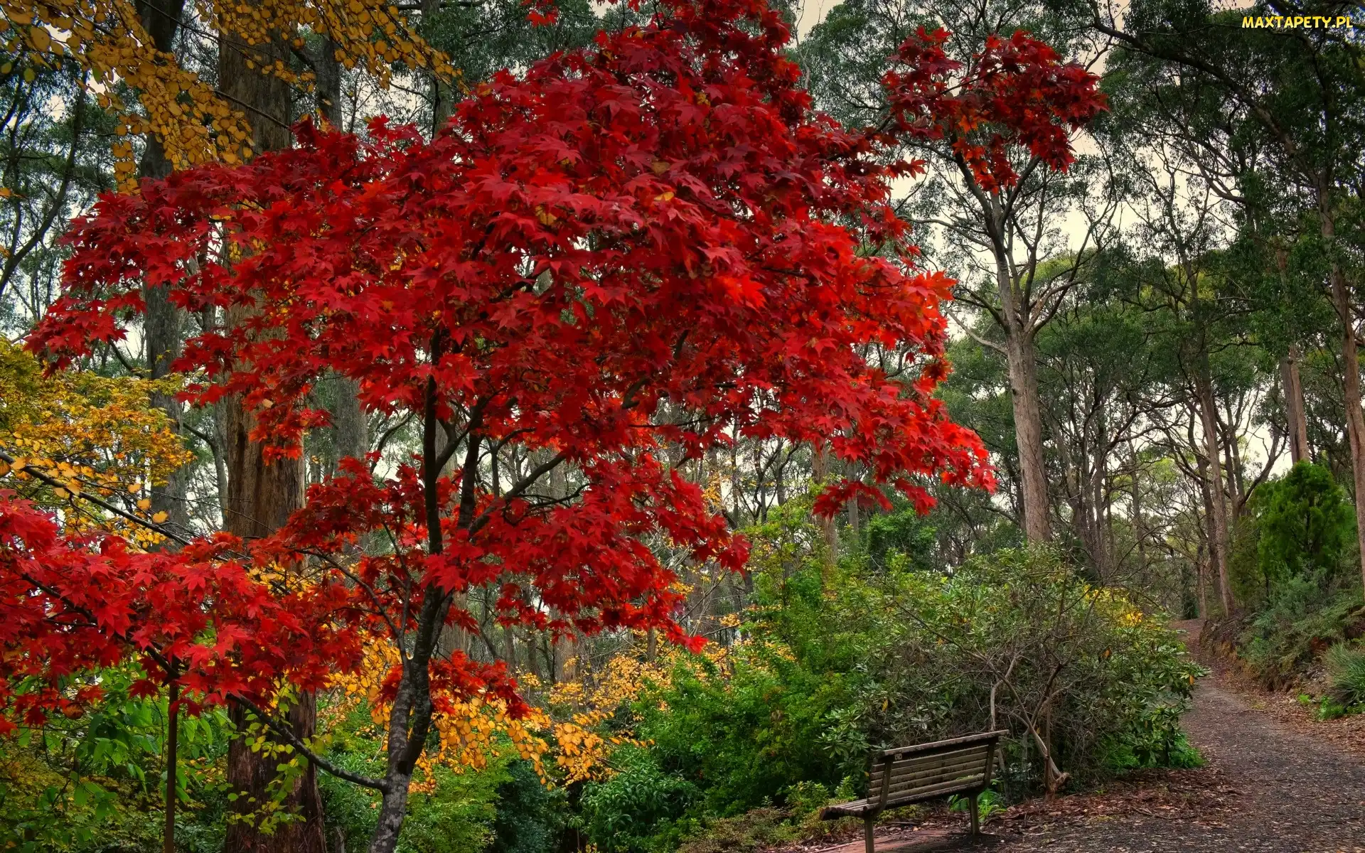 Ławka, Jesień, Park