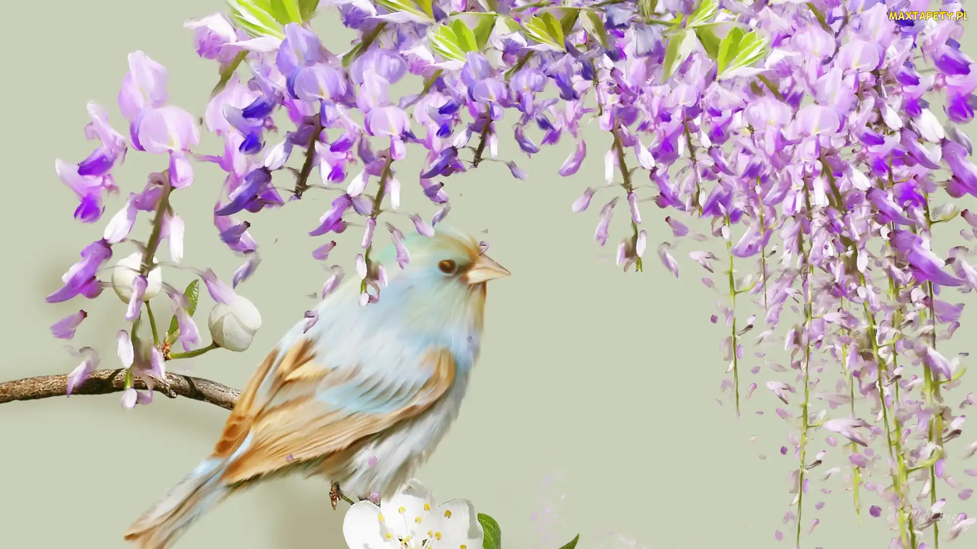 Ptaszek, Wisteria