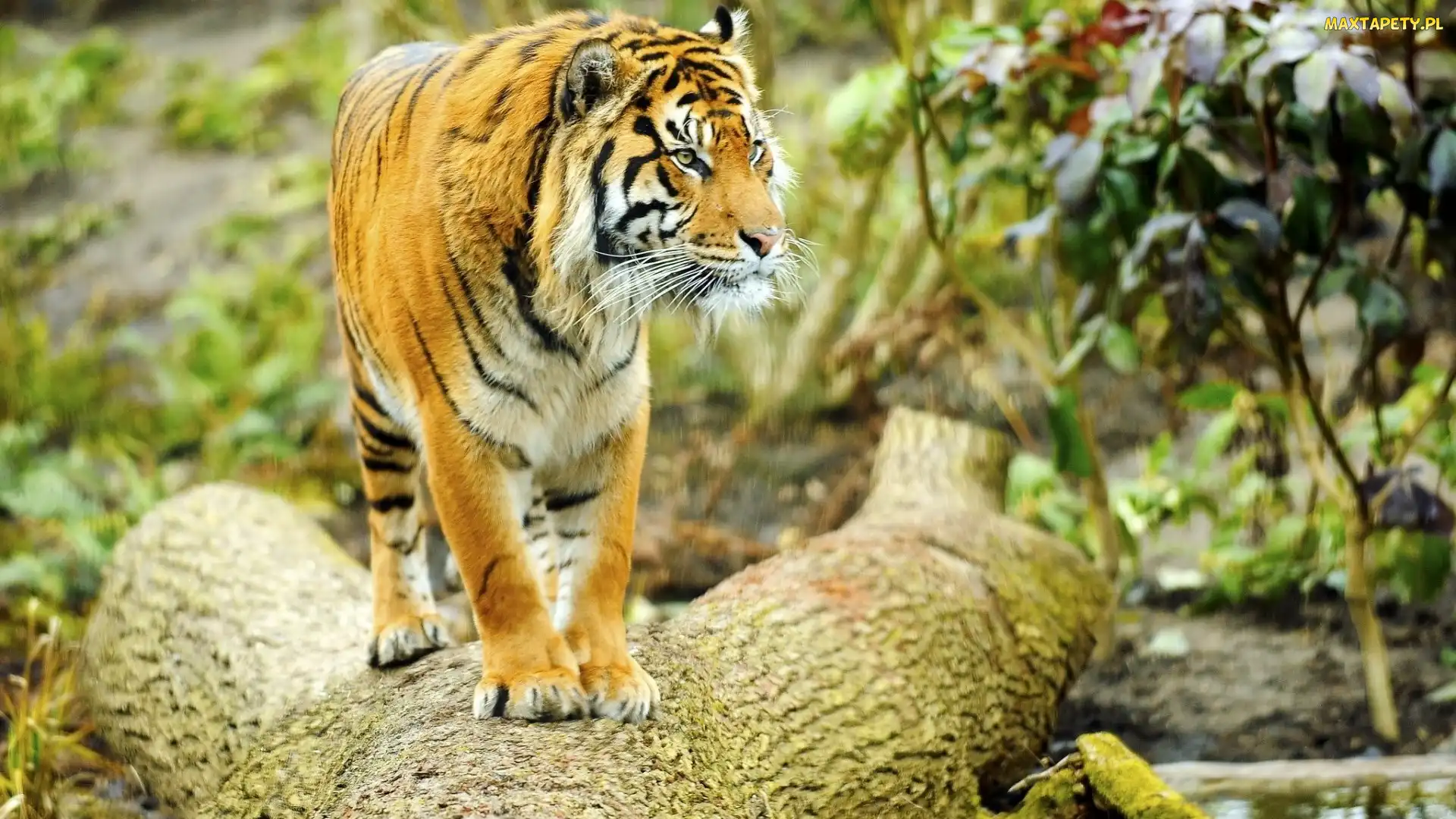 Kłoda, Tygrys