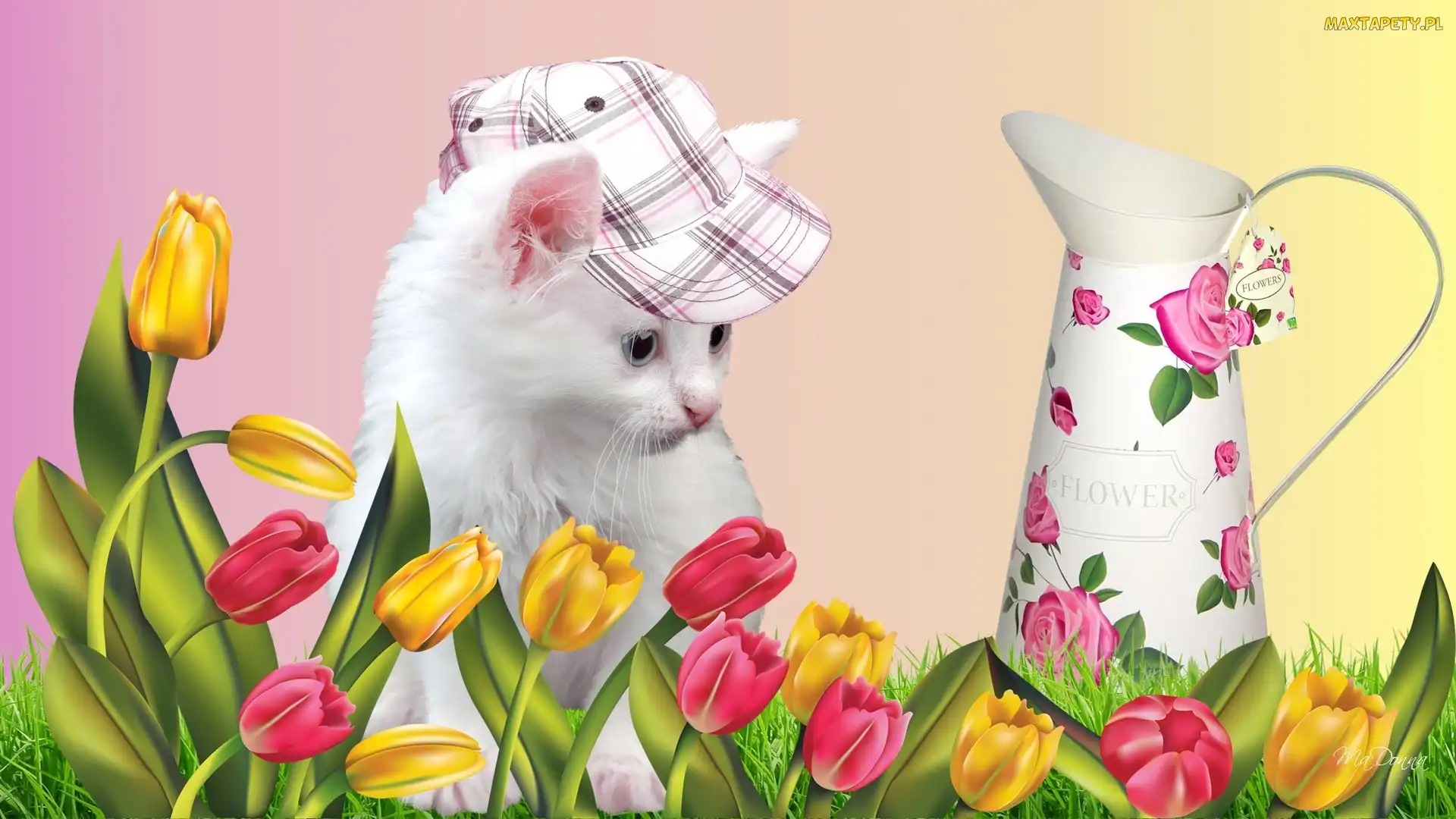 Tulipany, Czapka, Biały, Kotek