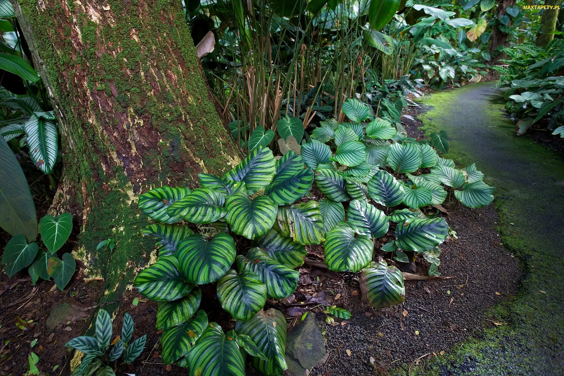 Rośliny, Ogród Botaniczny, Hawaje, Tropikalny