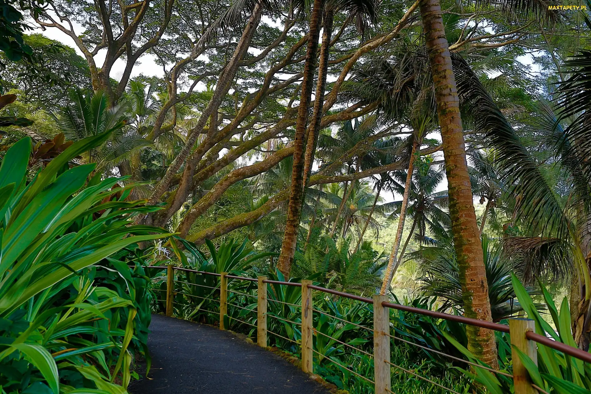 Hawaje, Deptak, Tropikalny, Ogród Botaniczny
