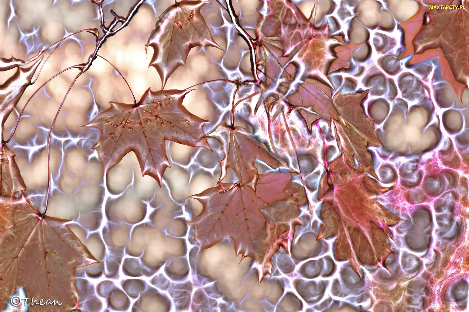 Klonu, Fractalius, Liście
