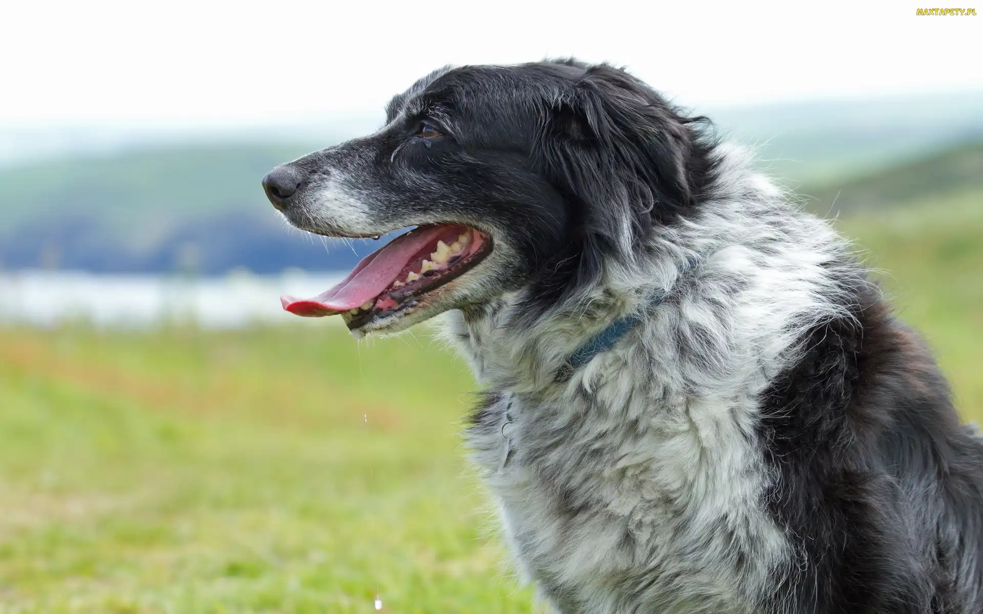 Collie, Rzeka, Border