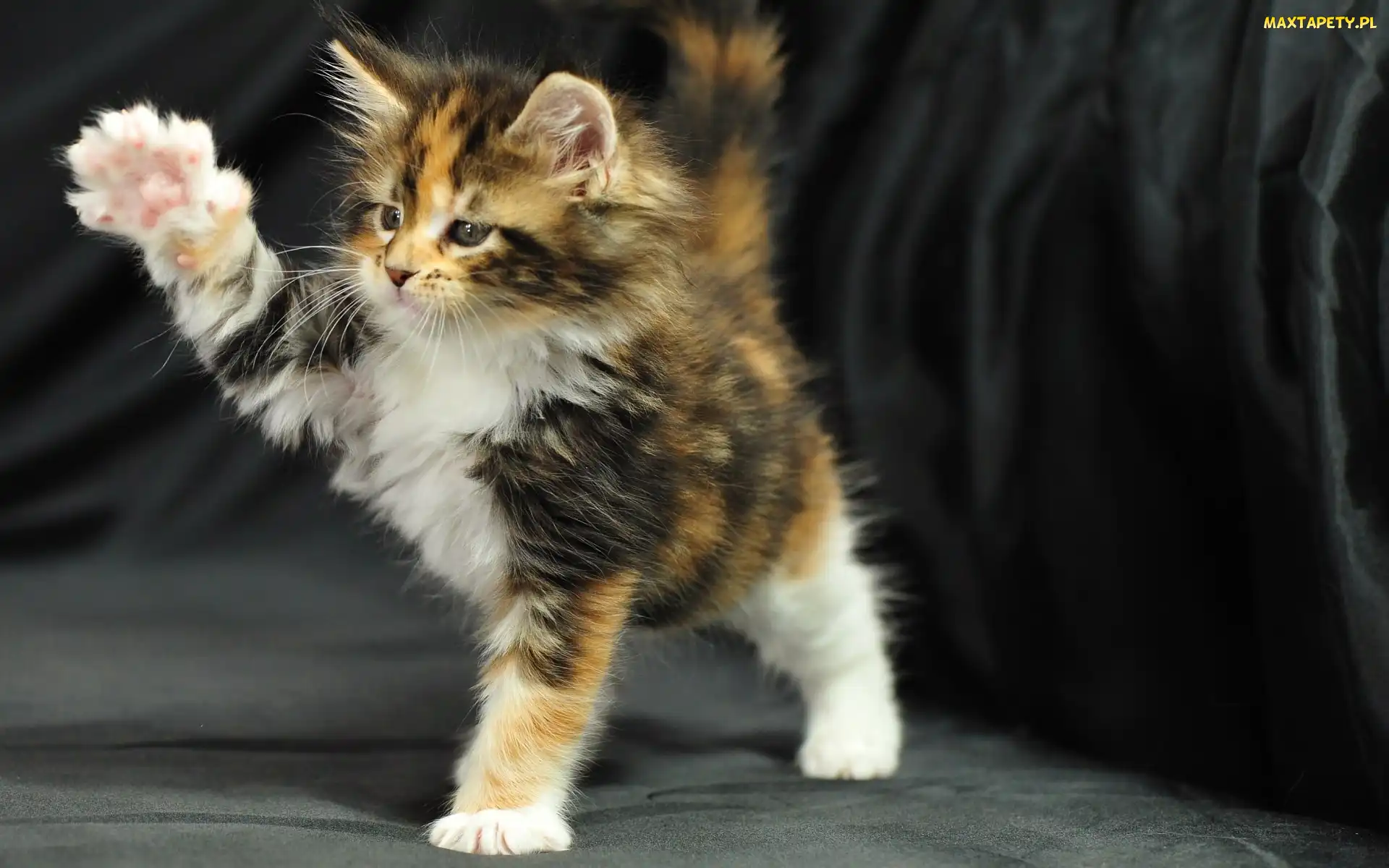 Łapki, Maine Coon