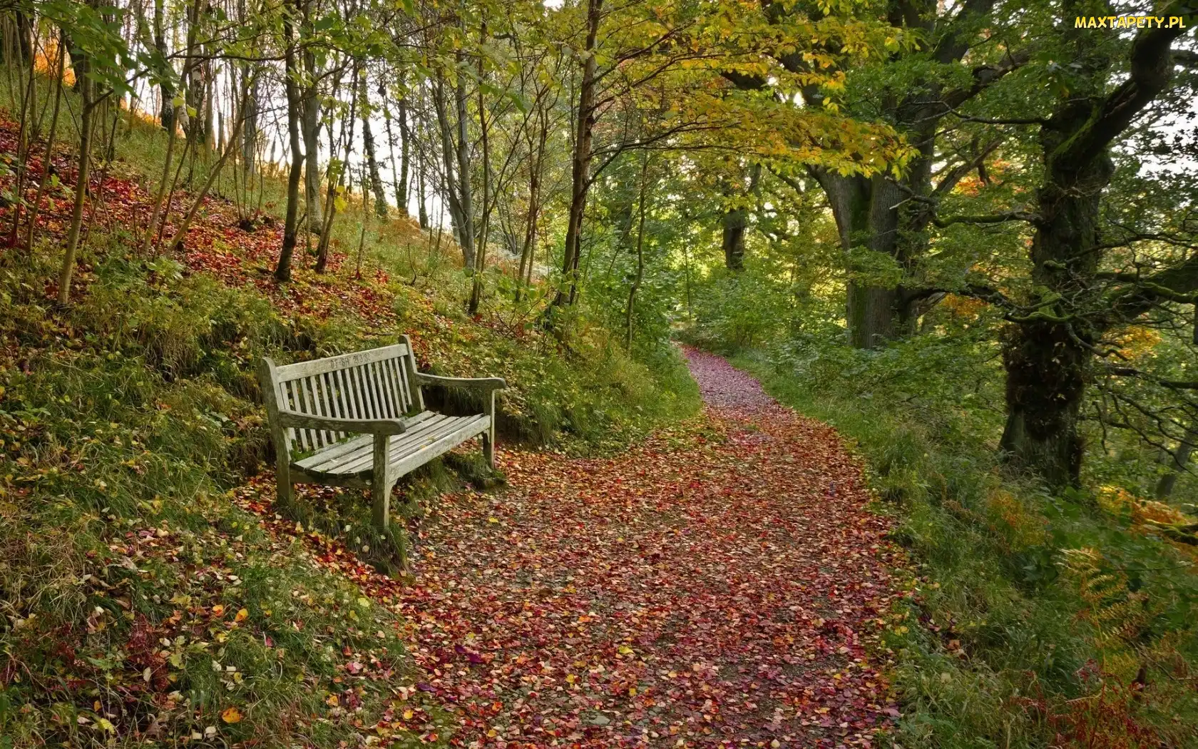 Ścieżka, Park, Jesień, Ławka, Góra