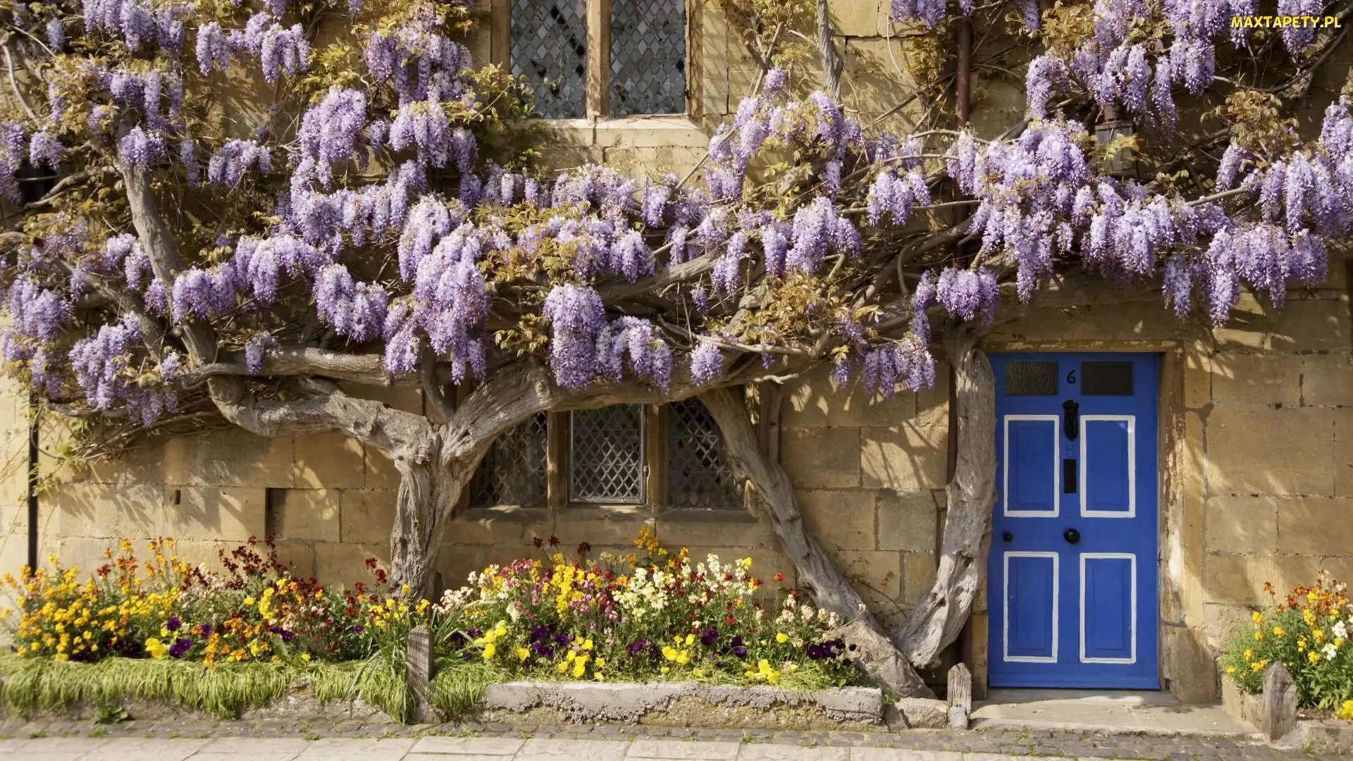 Dom, Wisteria, Kwiaty