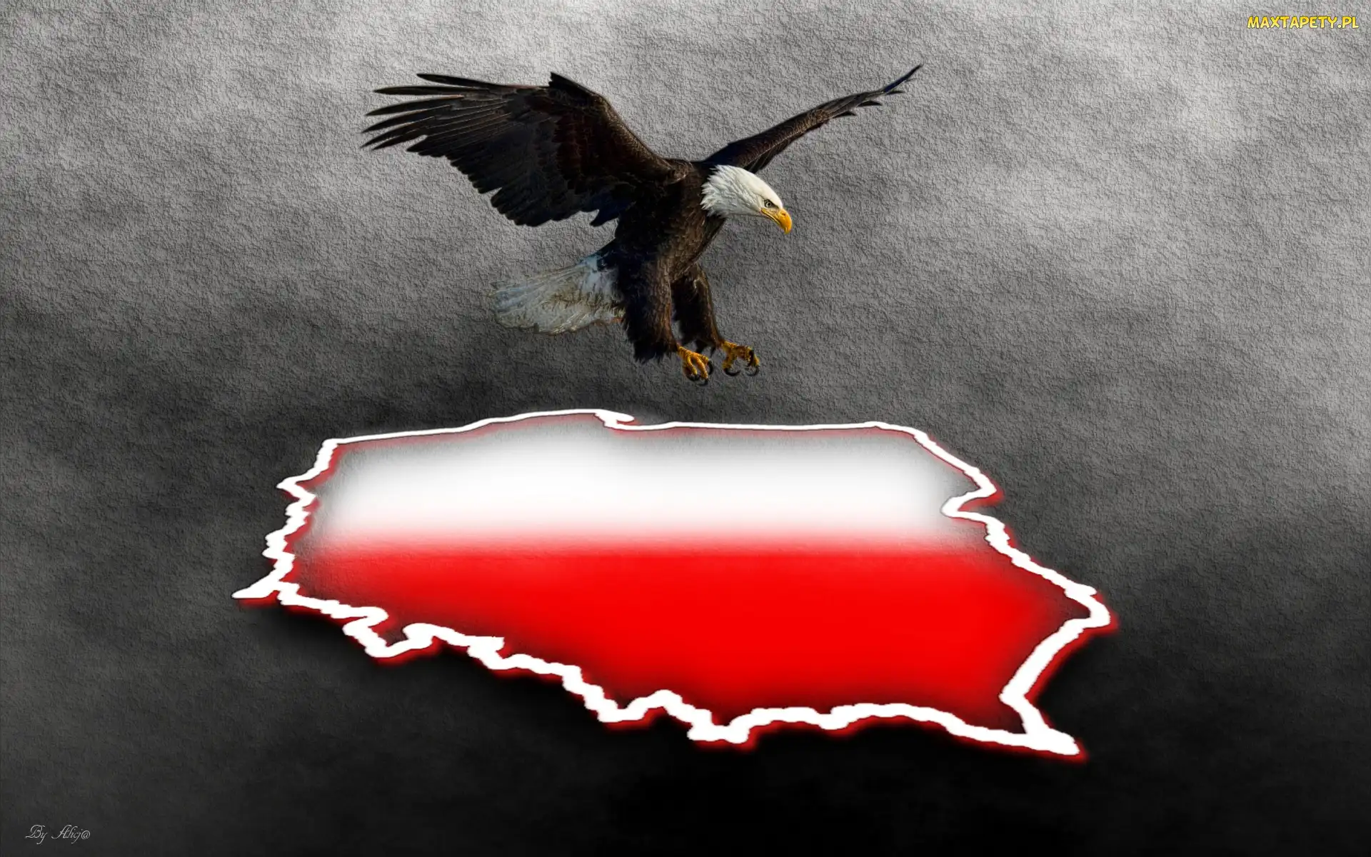 Bielik amerykański, Grafika, Granice, Polska, Orzeł