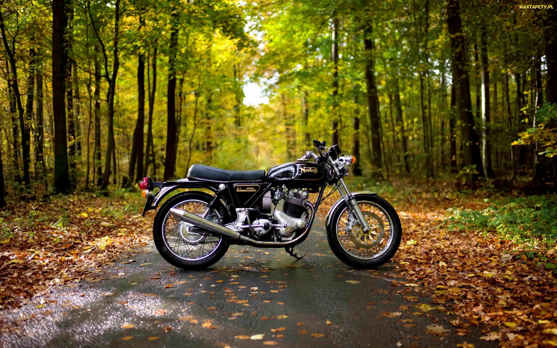 Las, Jesień, Liście, Droga, Motocykl