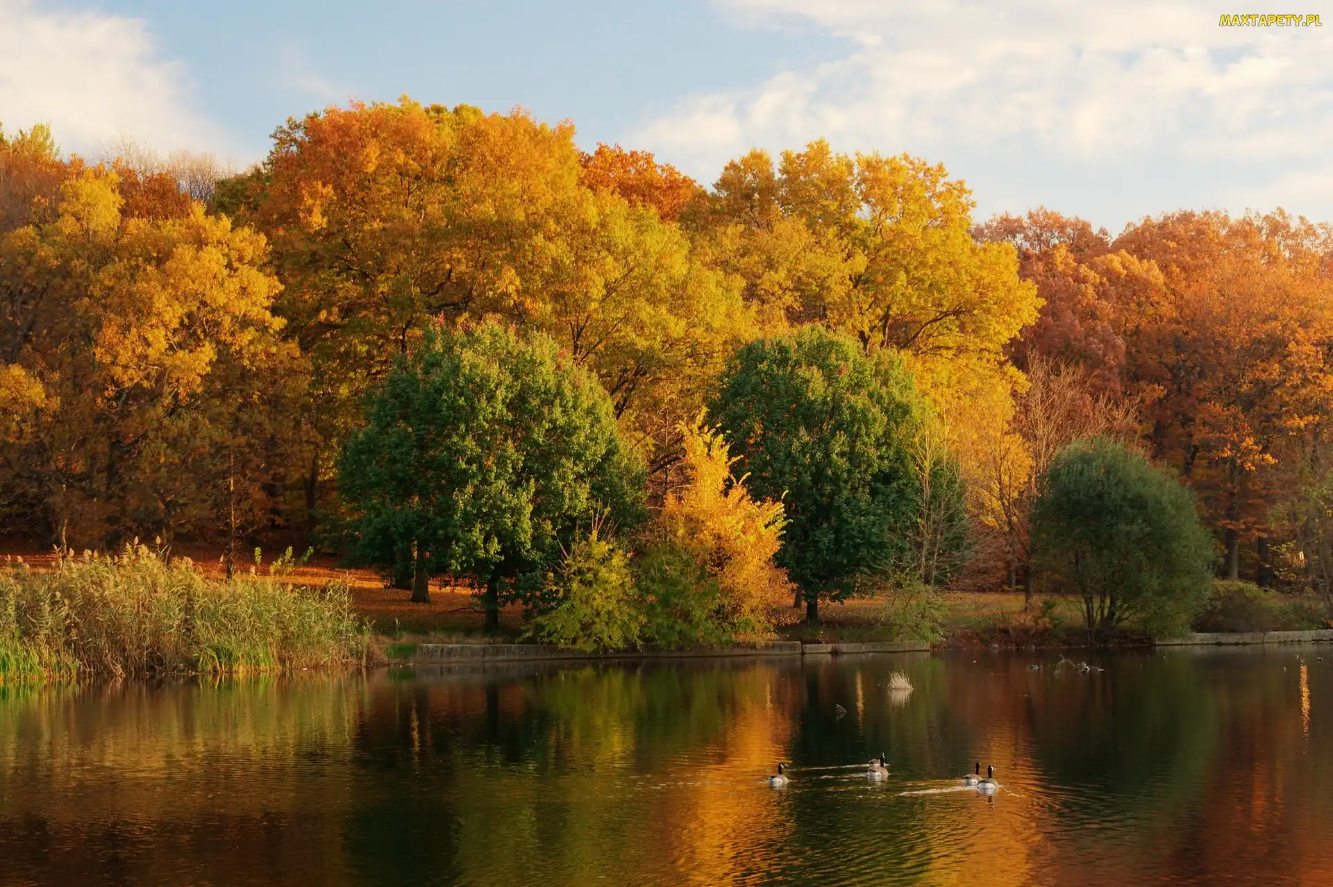 Jezioro, Jesień, Park, Kaczki