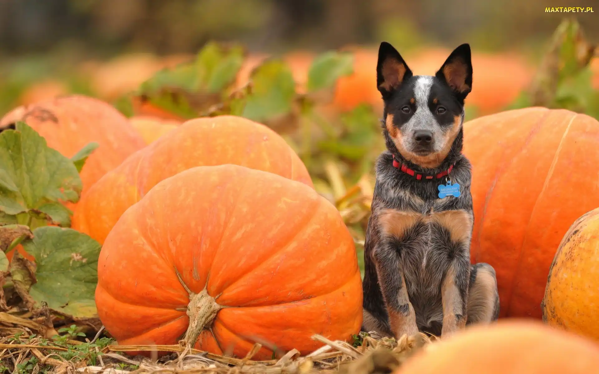 Australian Cattle Dog, Dynie