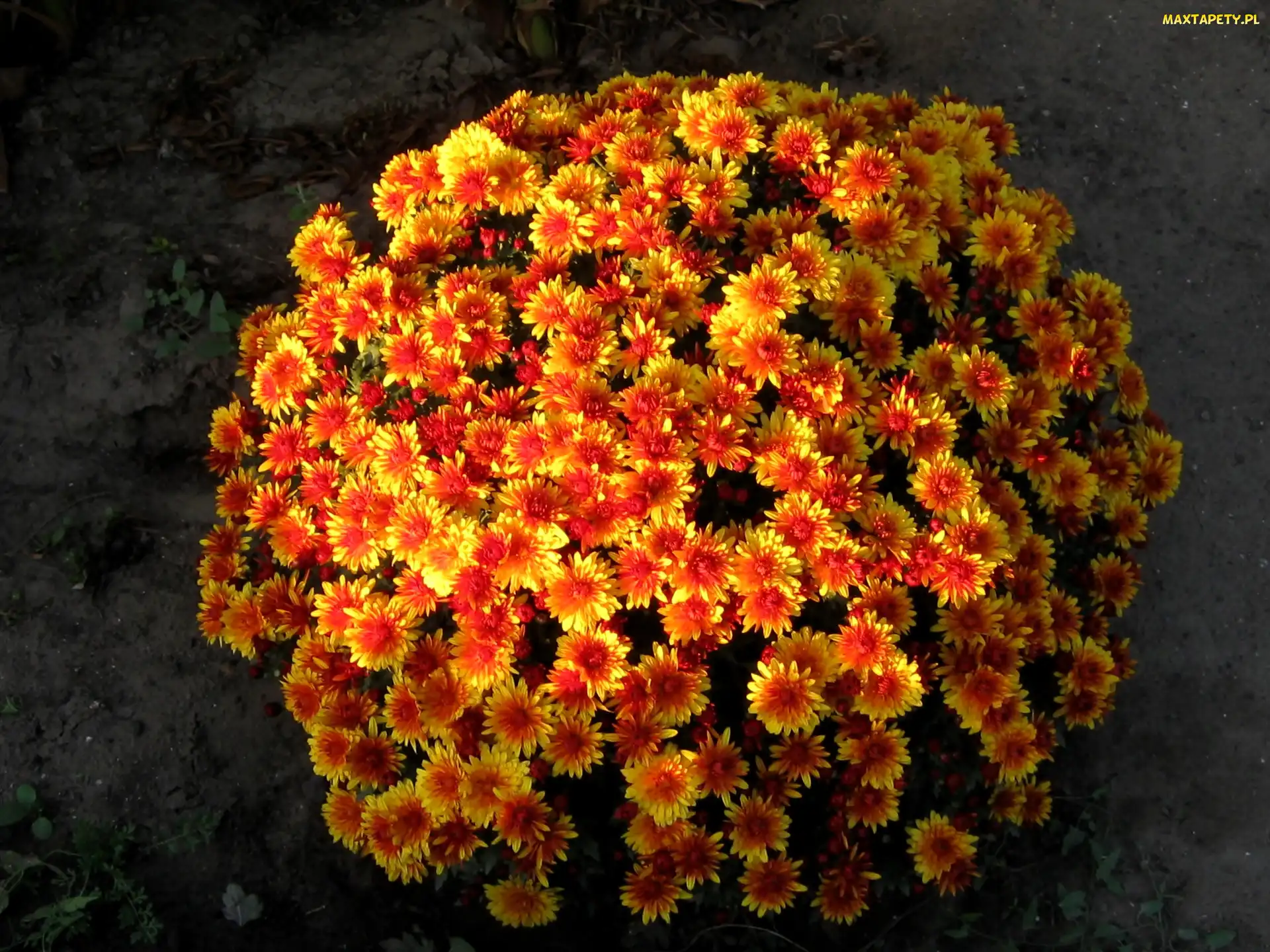 Chryzantema, Pomarańczowa, Żółto