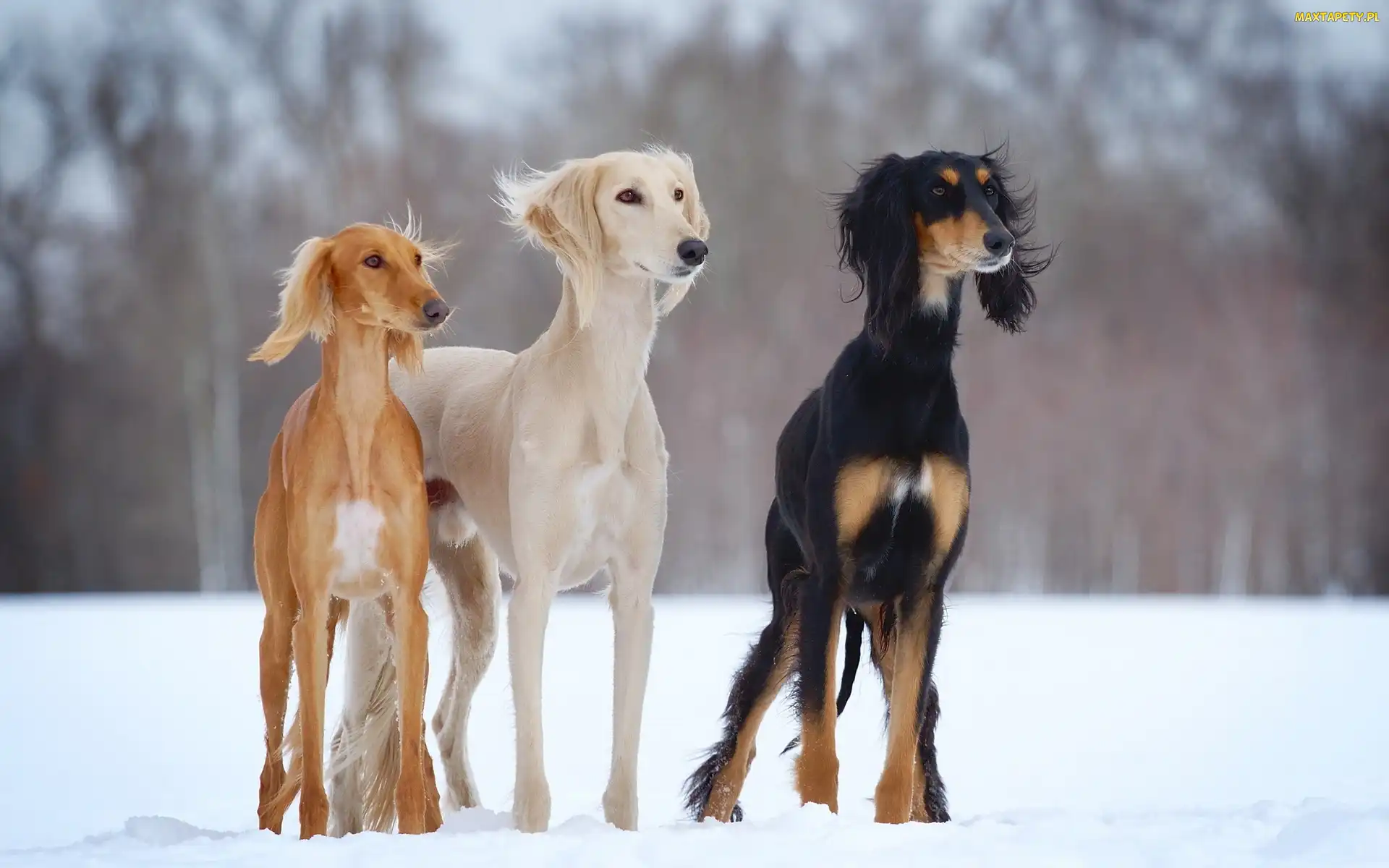 Charty, Zima, Perskie