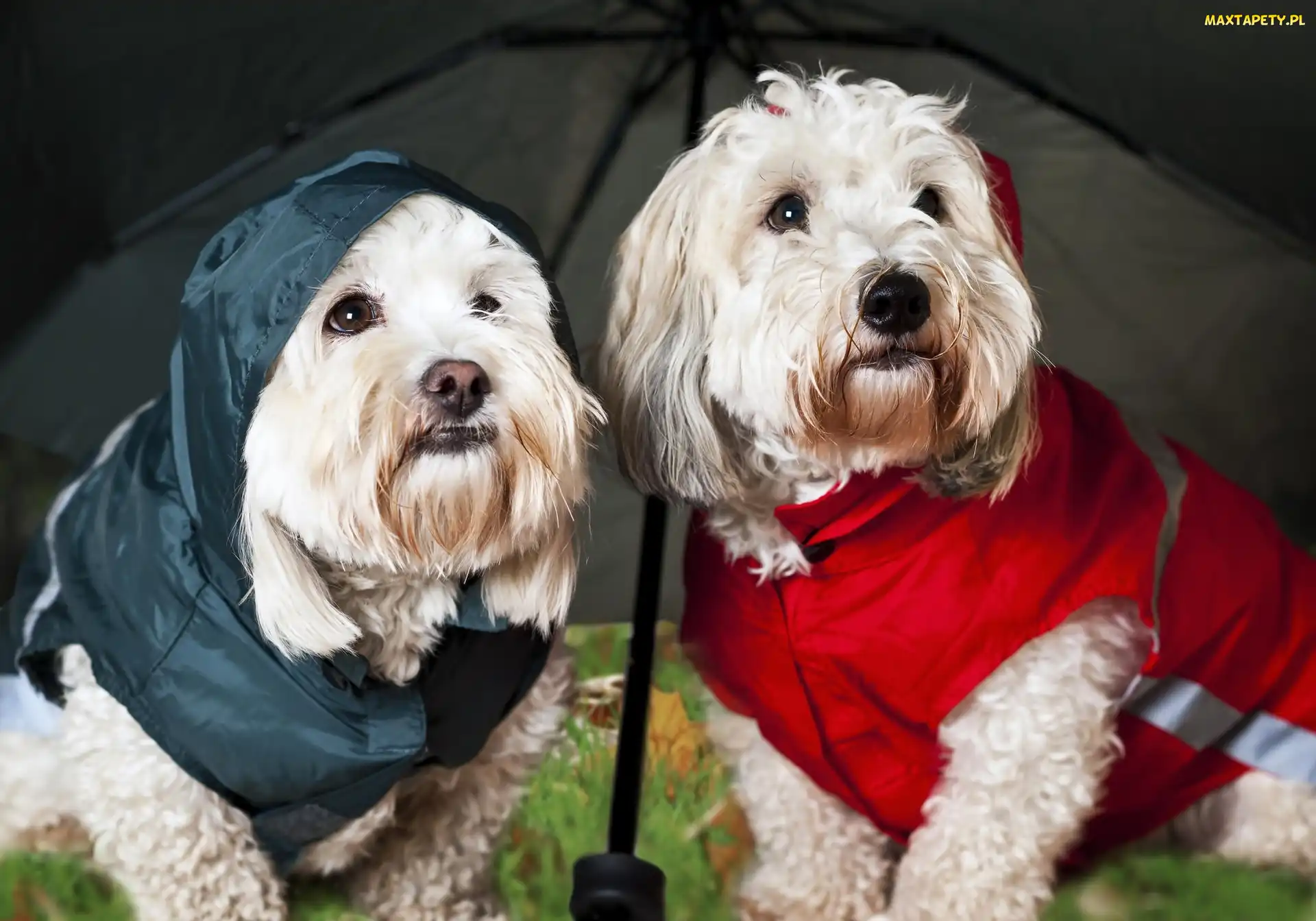 Ubranka, Parasolka, Highland, West, White, Terrier