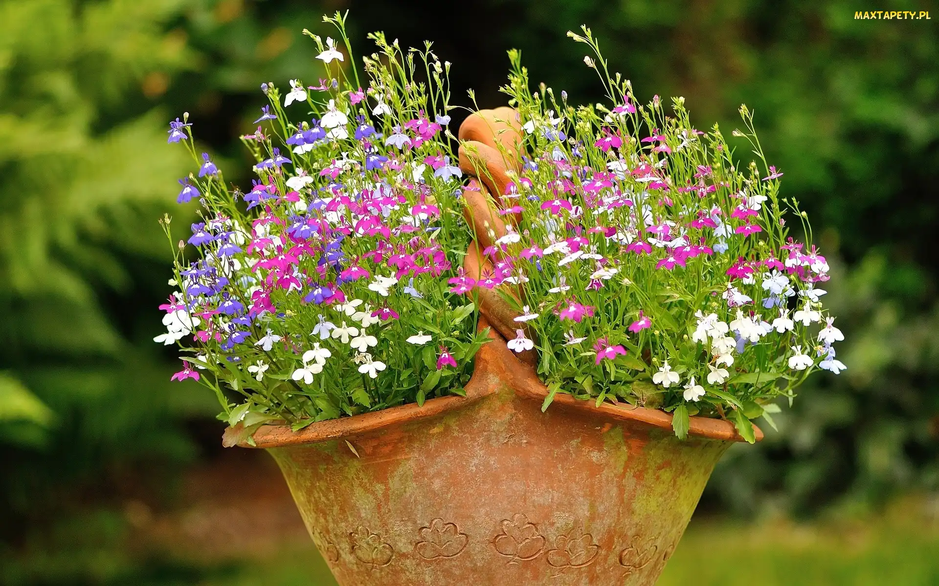 Gliniany, Kosz, Lobelia