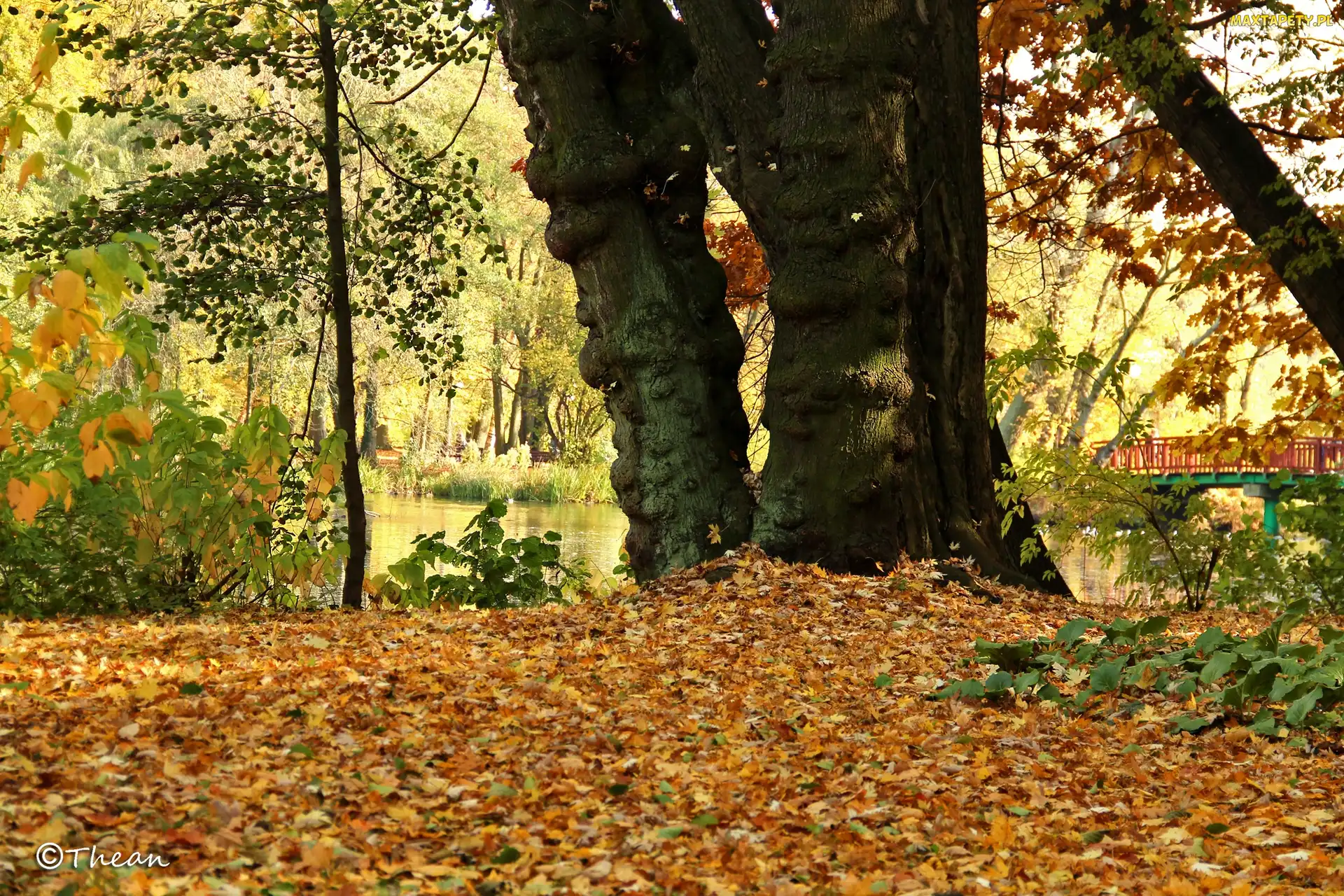 Park, Jesień, Suche, Liście, Drzewa