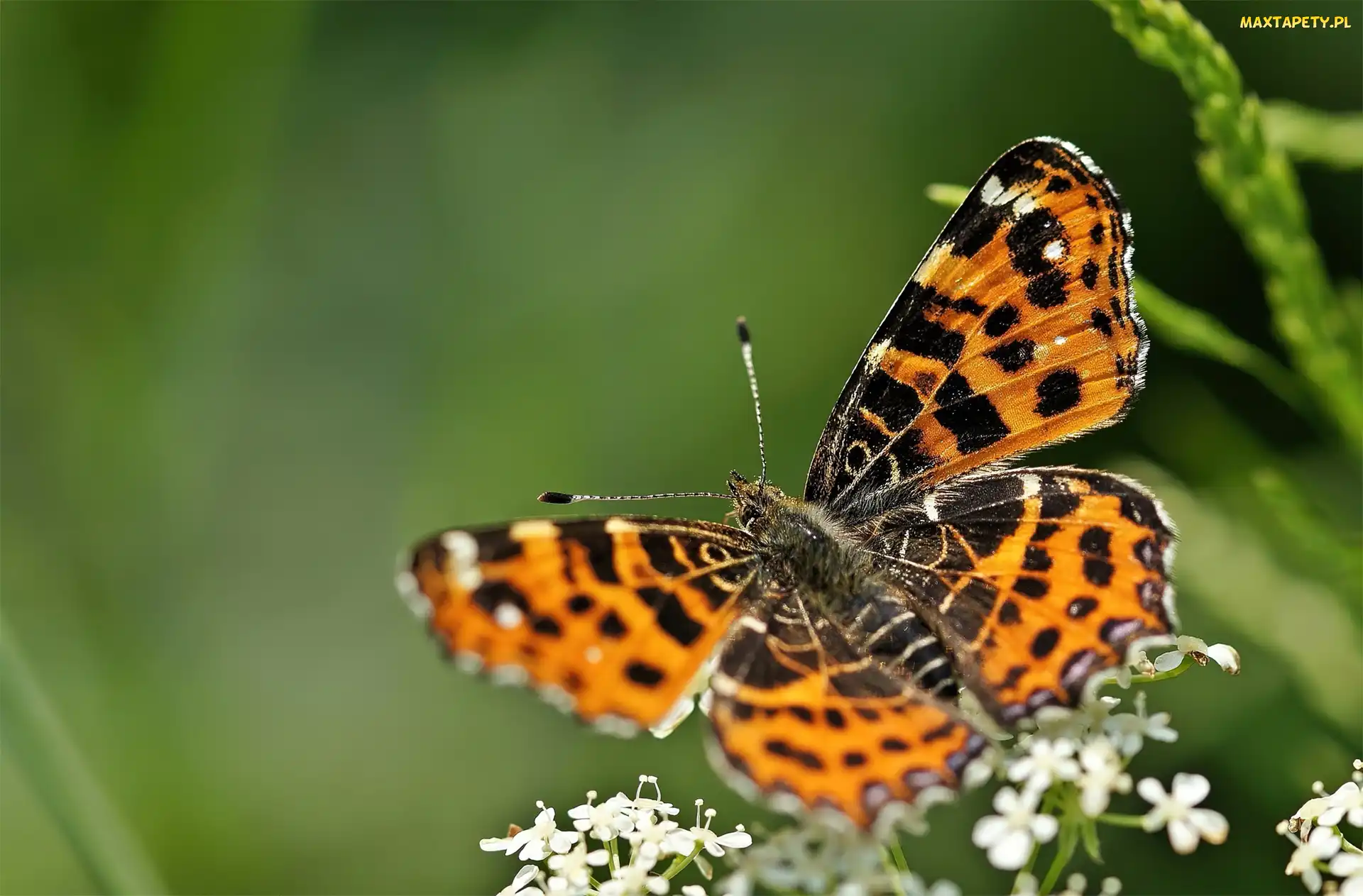 Motyl, Kwiatuszki, Białe