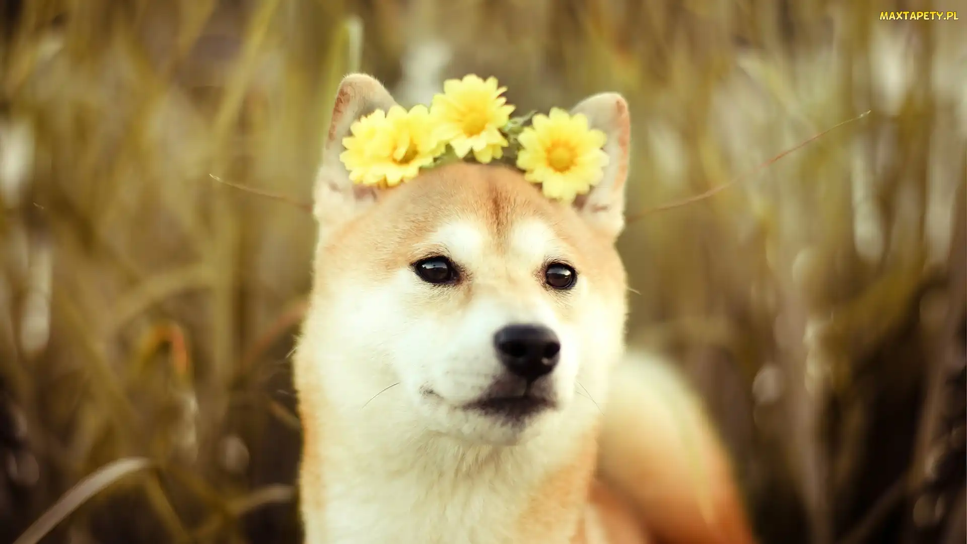 Akita, Gerbery, Żółte, Inu, Pies
