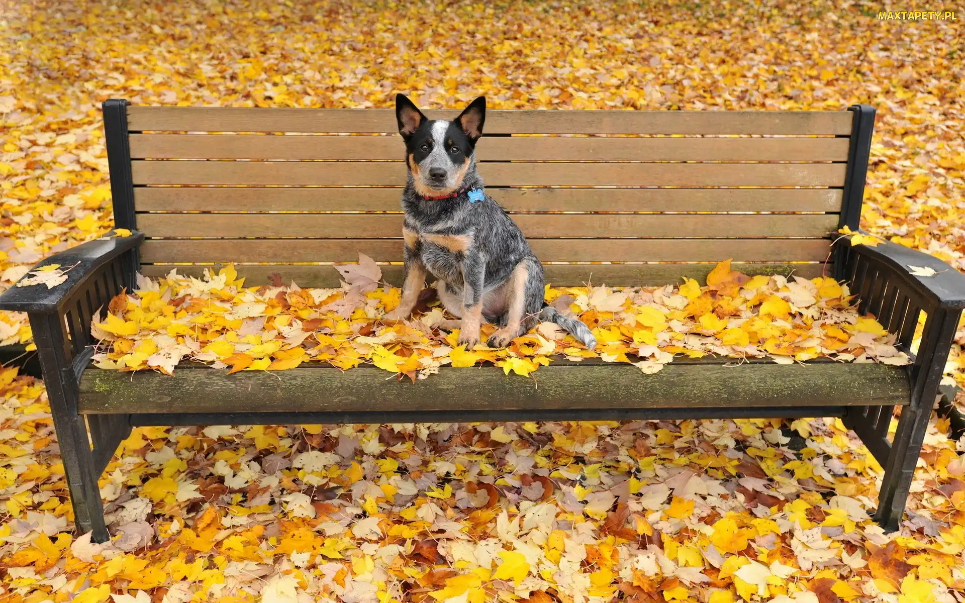 Liście Australian cattle dog, Ławka