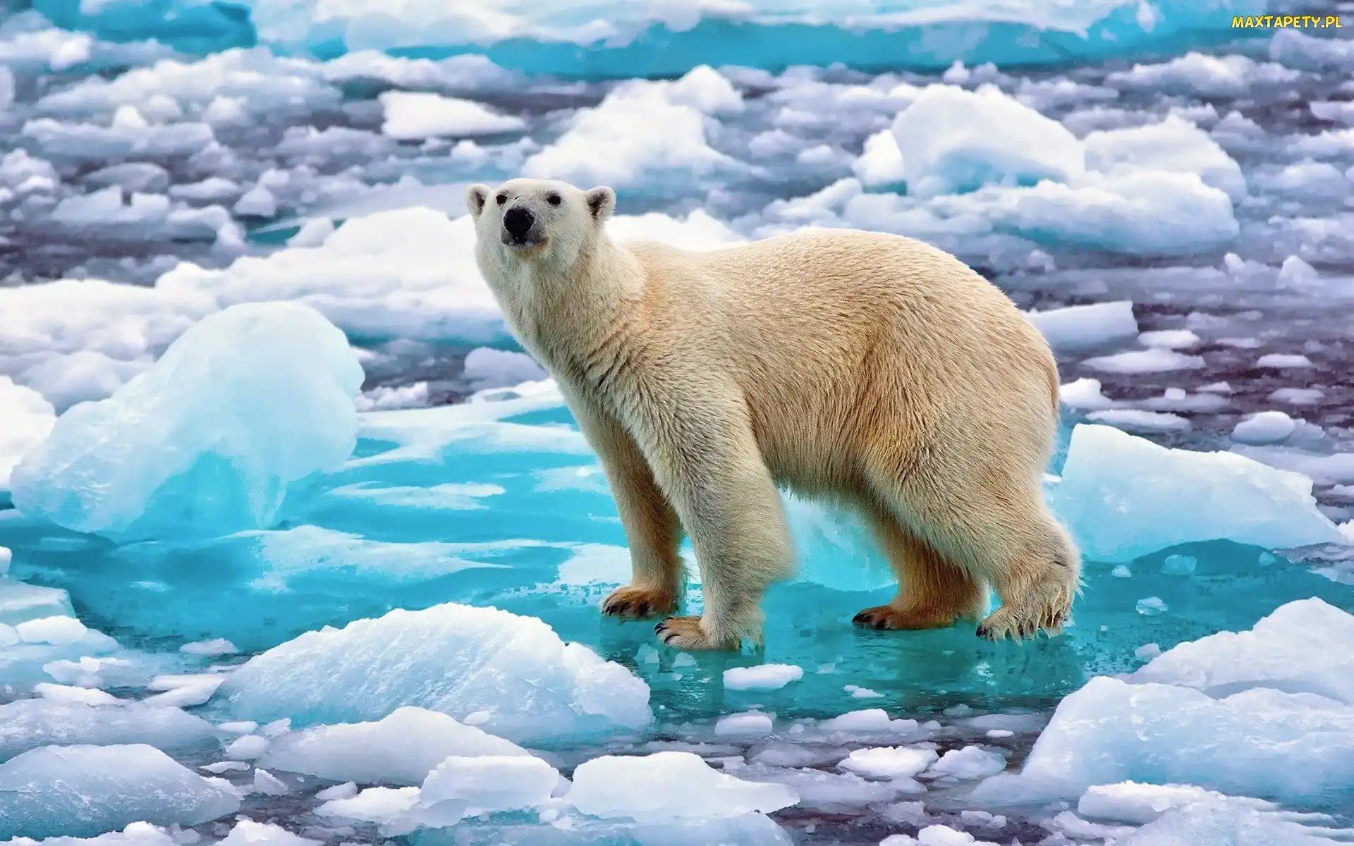 Polarny, Kra, Niedźwiedź