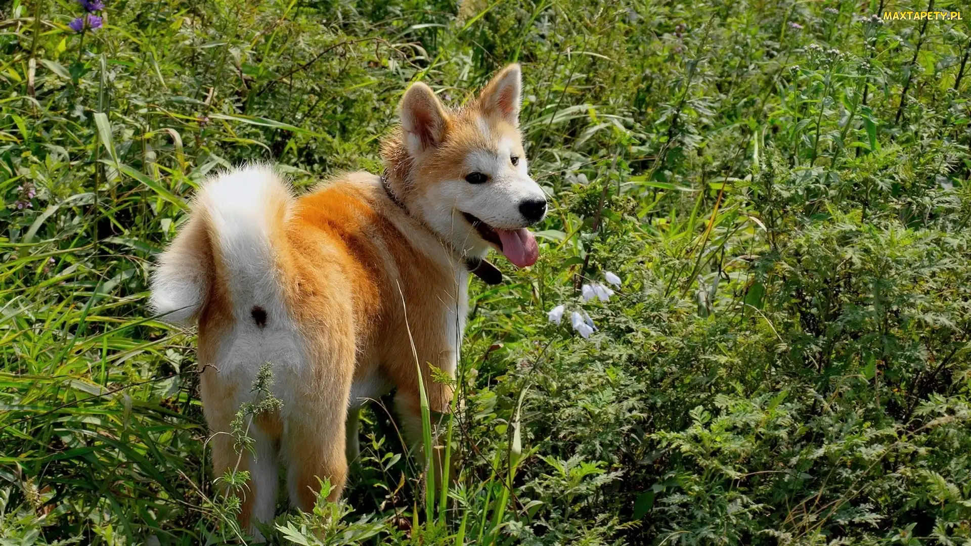 Inu, Zieleń, Akita