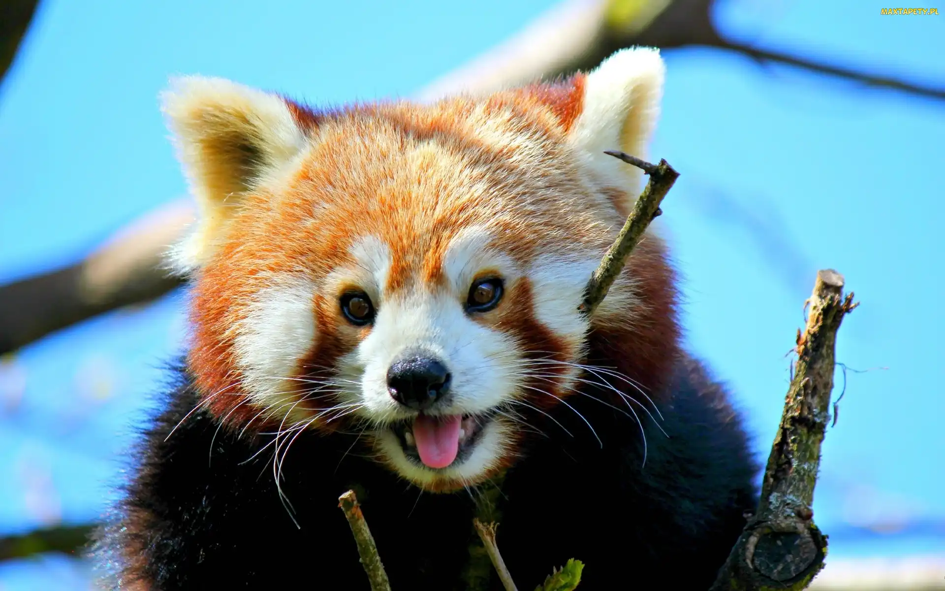 Pandka ruda, Drzewo, Panda, Czerwona