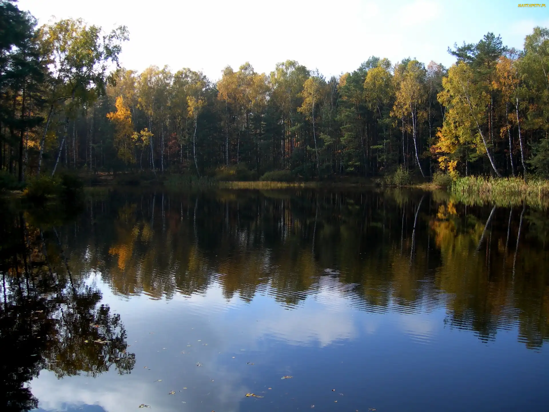 Jesień, Las, Jezioro