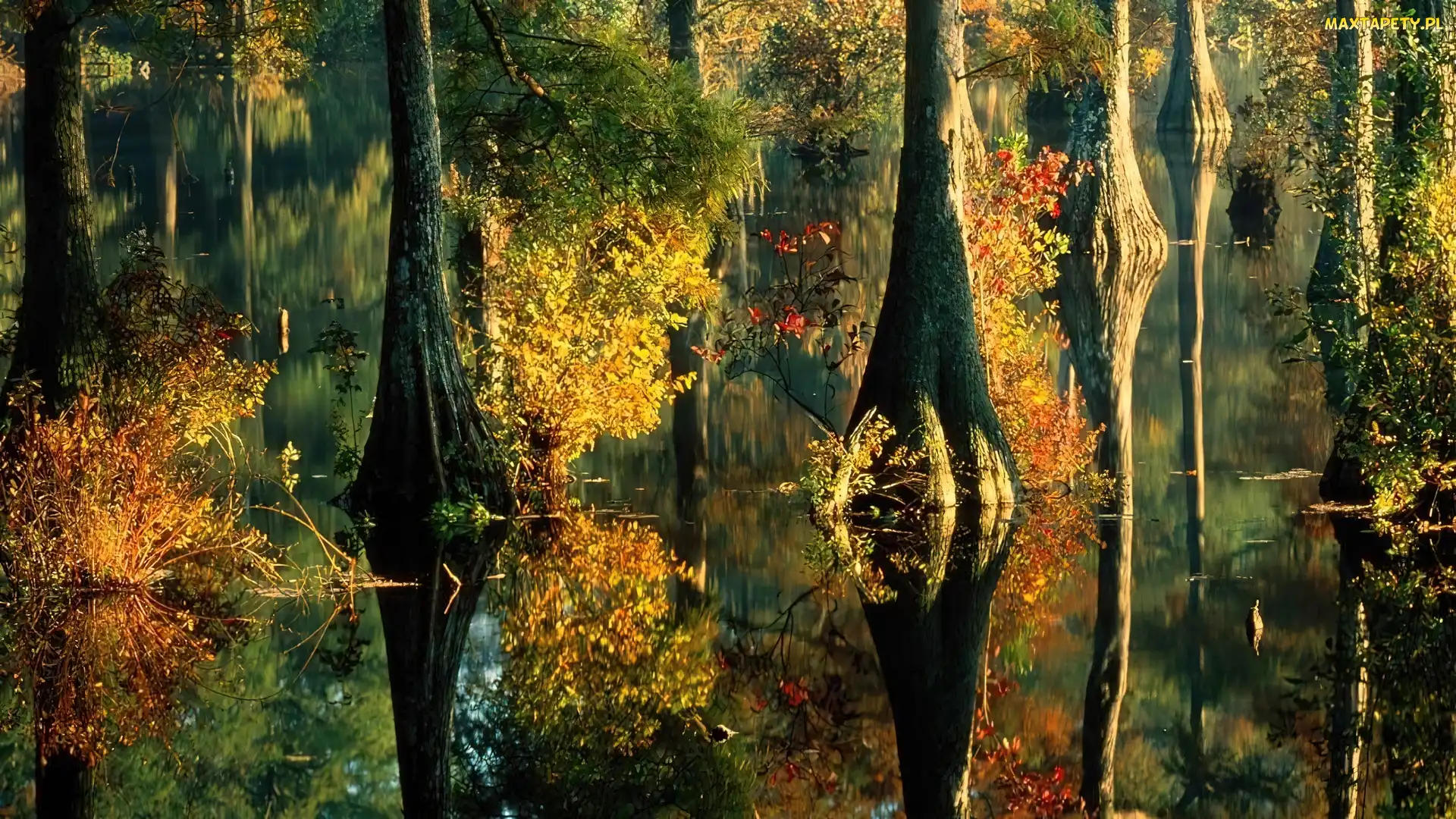 Pnie, Odbicie, Jezioro