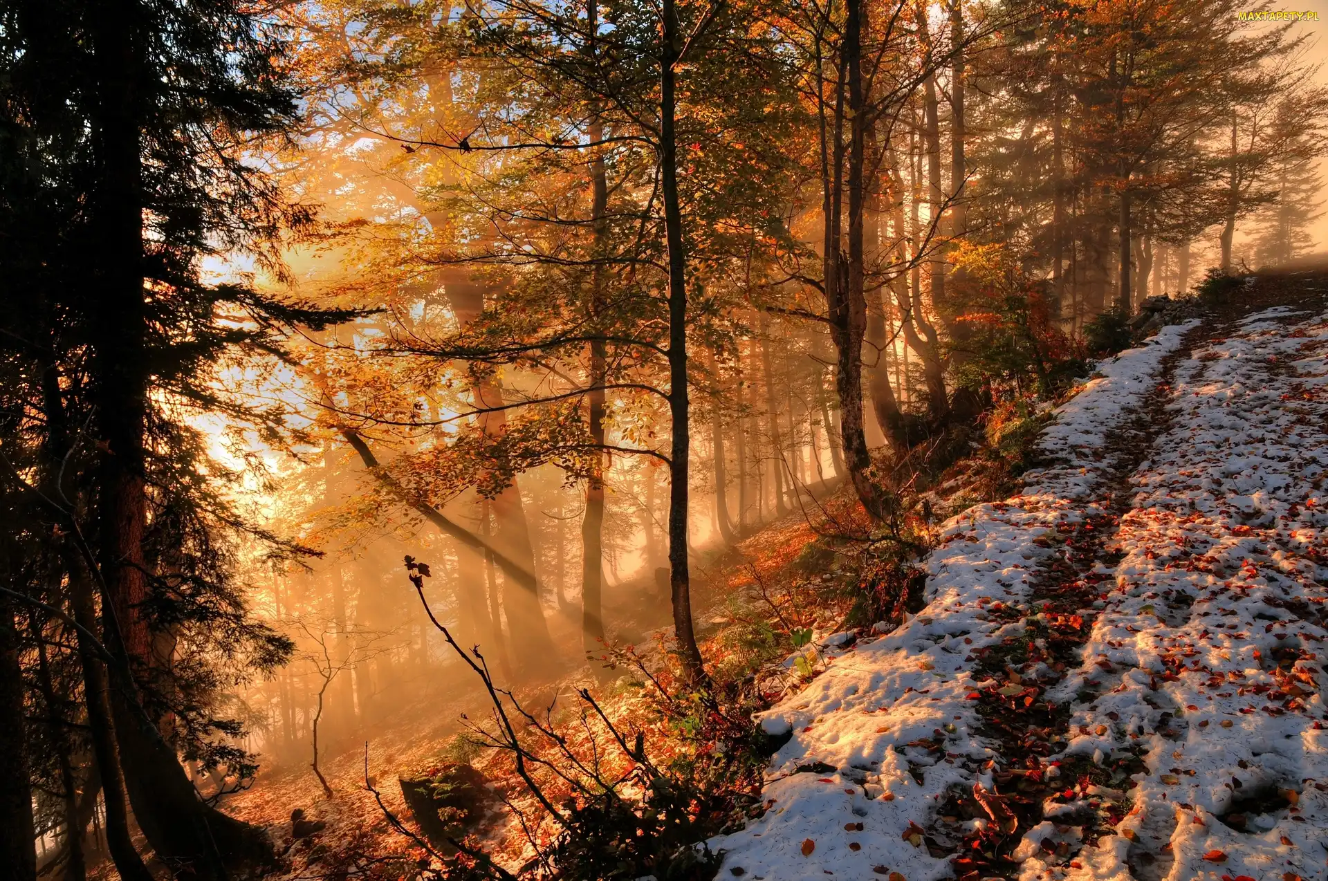 Las, Słońca, Promienie, Śnieg
