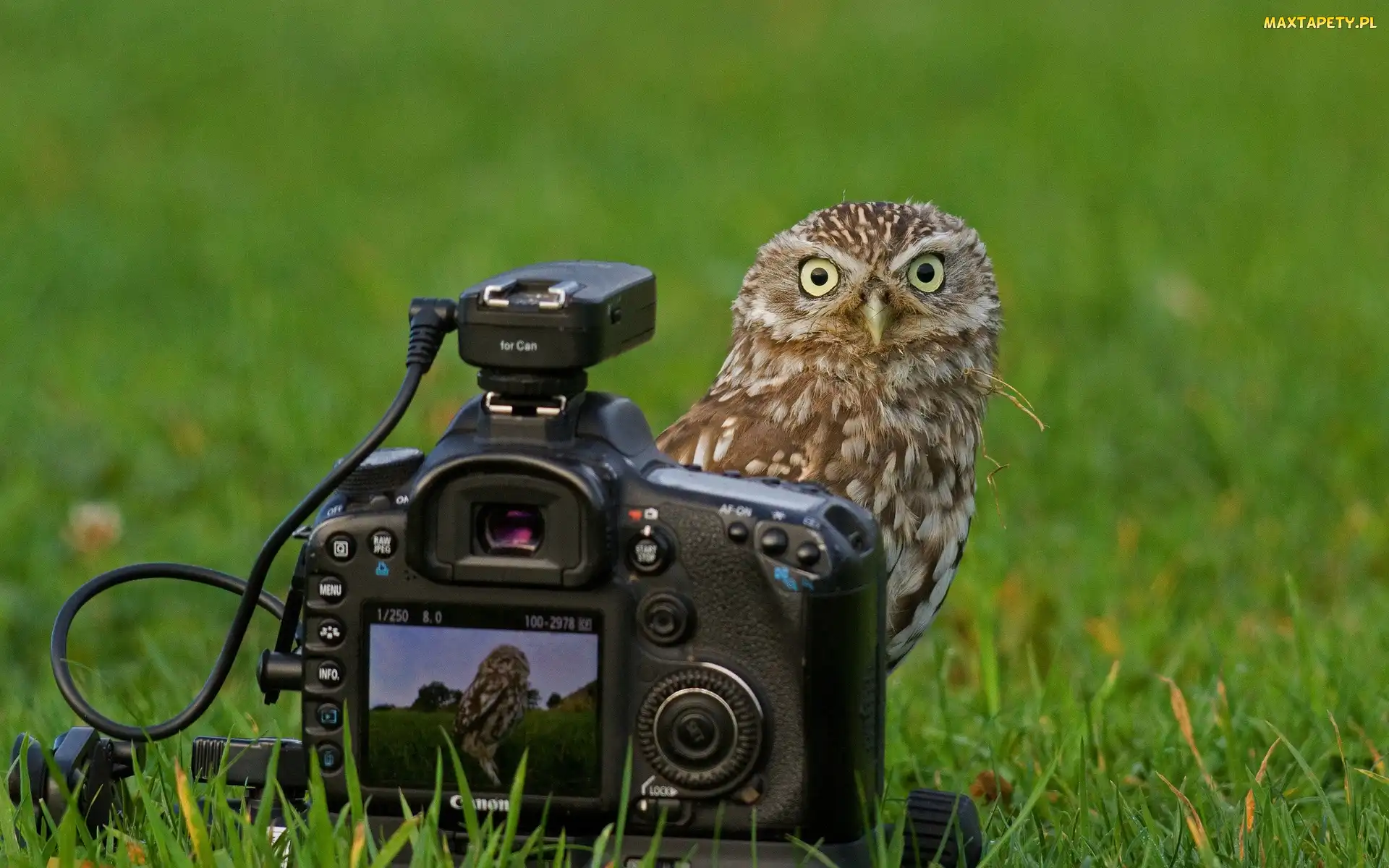 Fotograficzny, Aparat, Sowa, Łąka