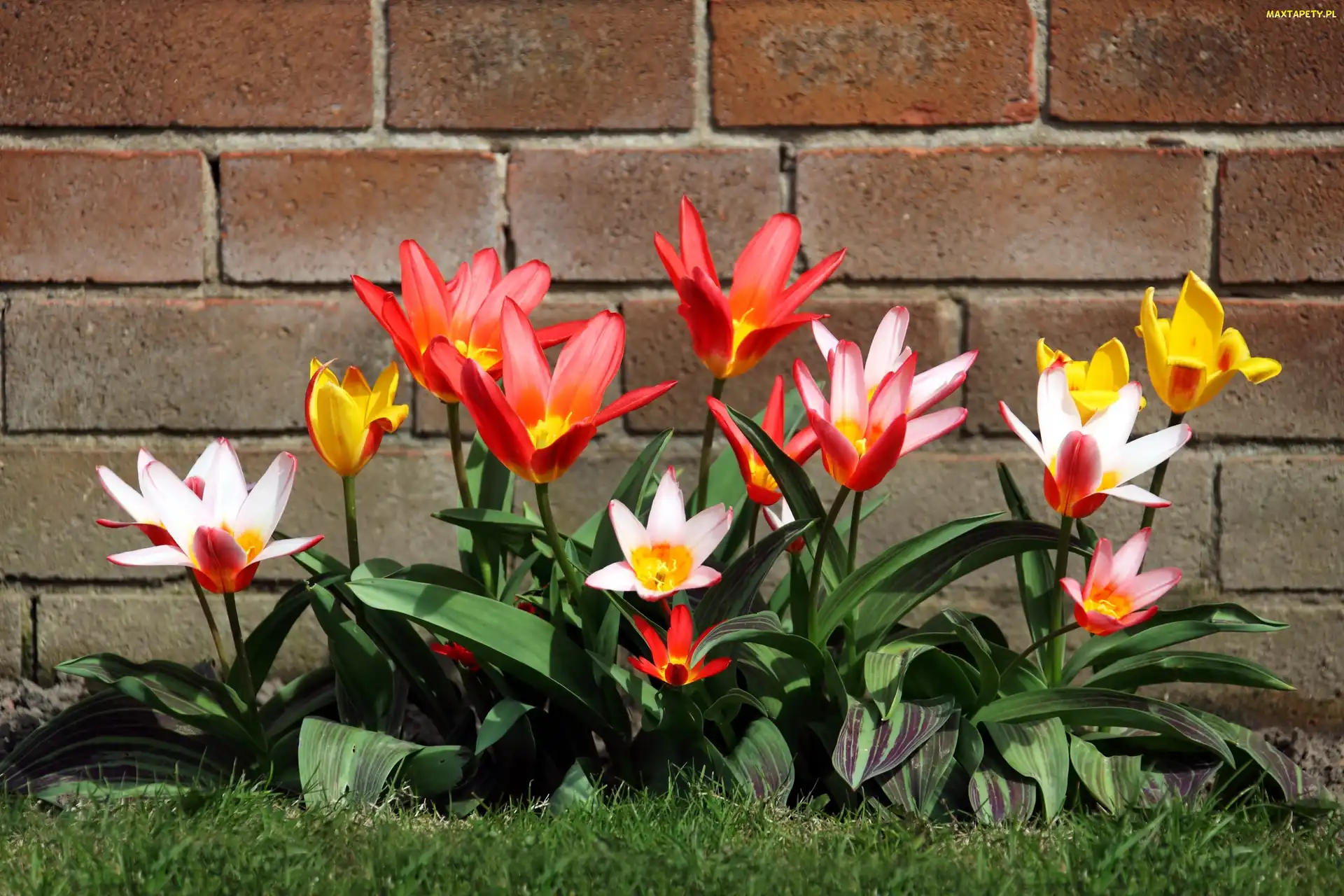 Cegły, Ściana, Żółte, Białe, Czerwone, Tulipany