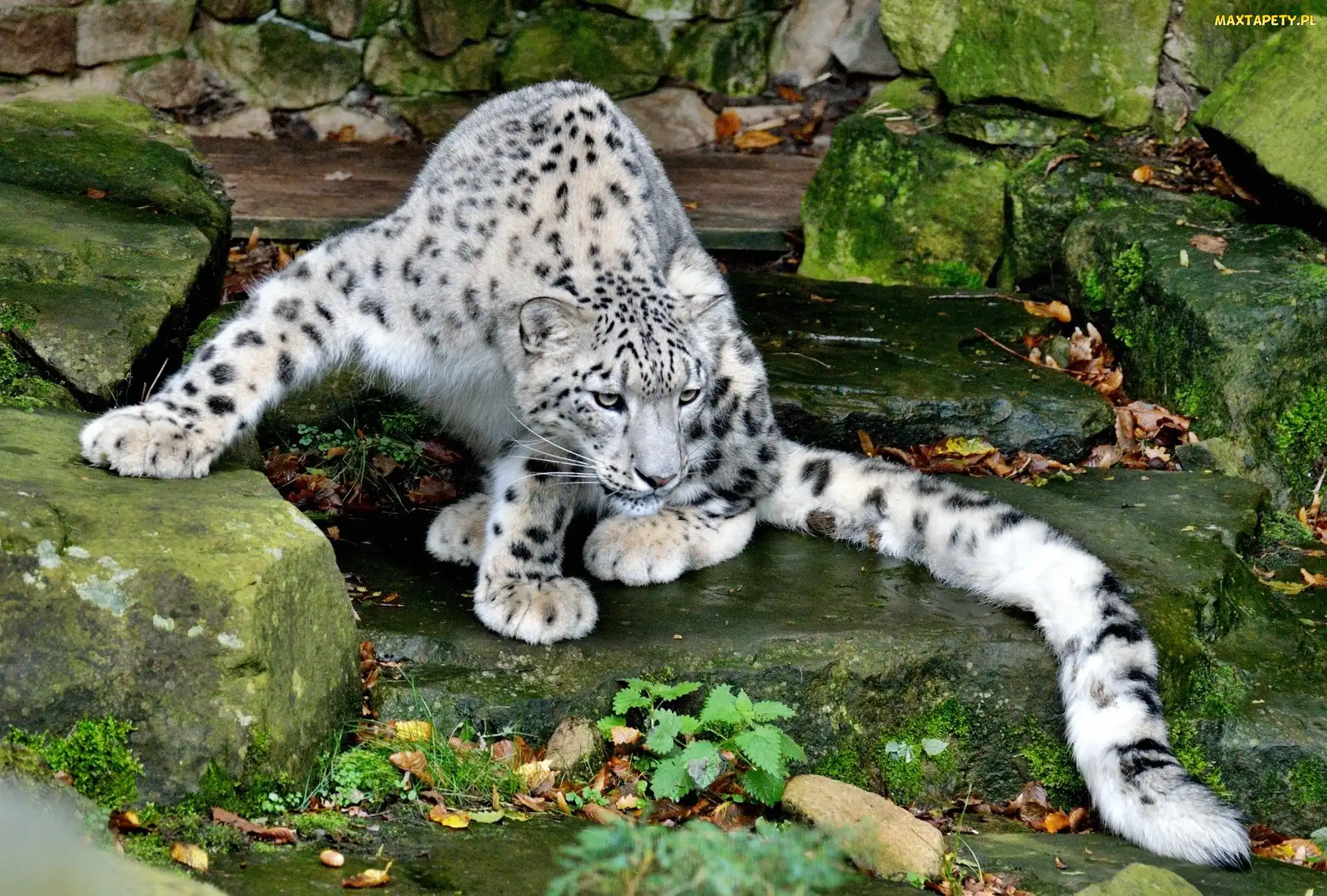 Pantera, Irbis, ZOO, Kamienie, Śnieżna