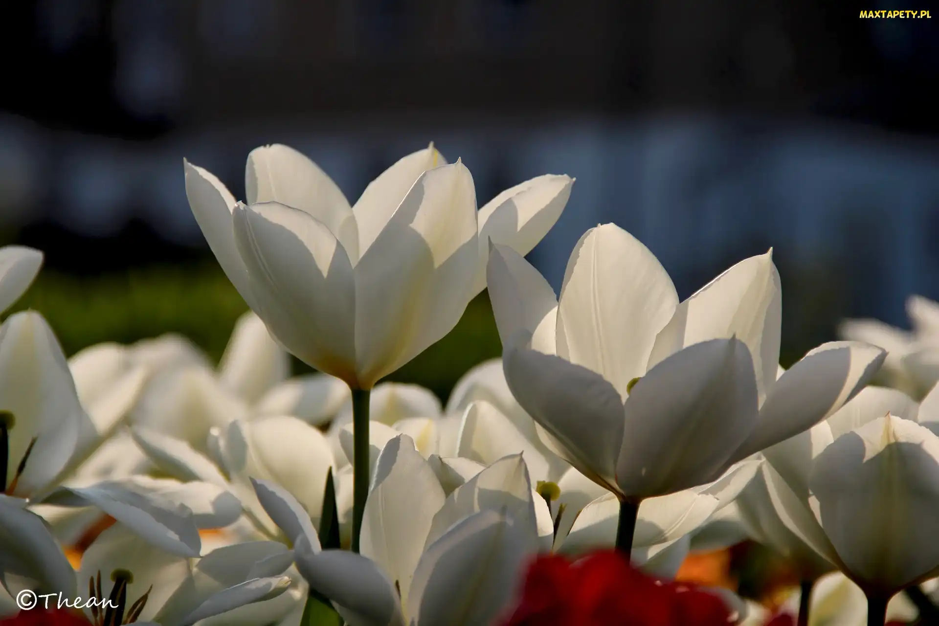 Tulipany, Białe