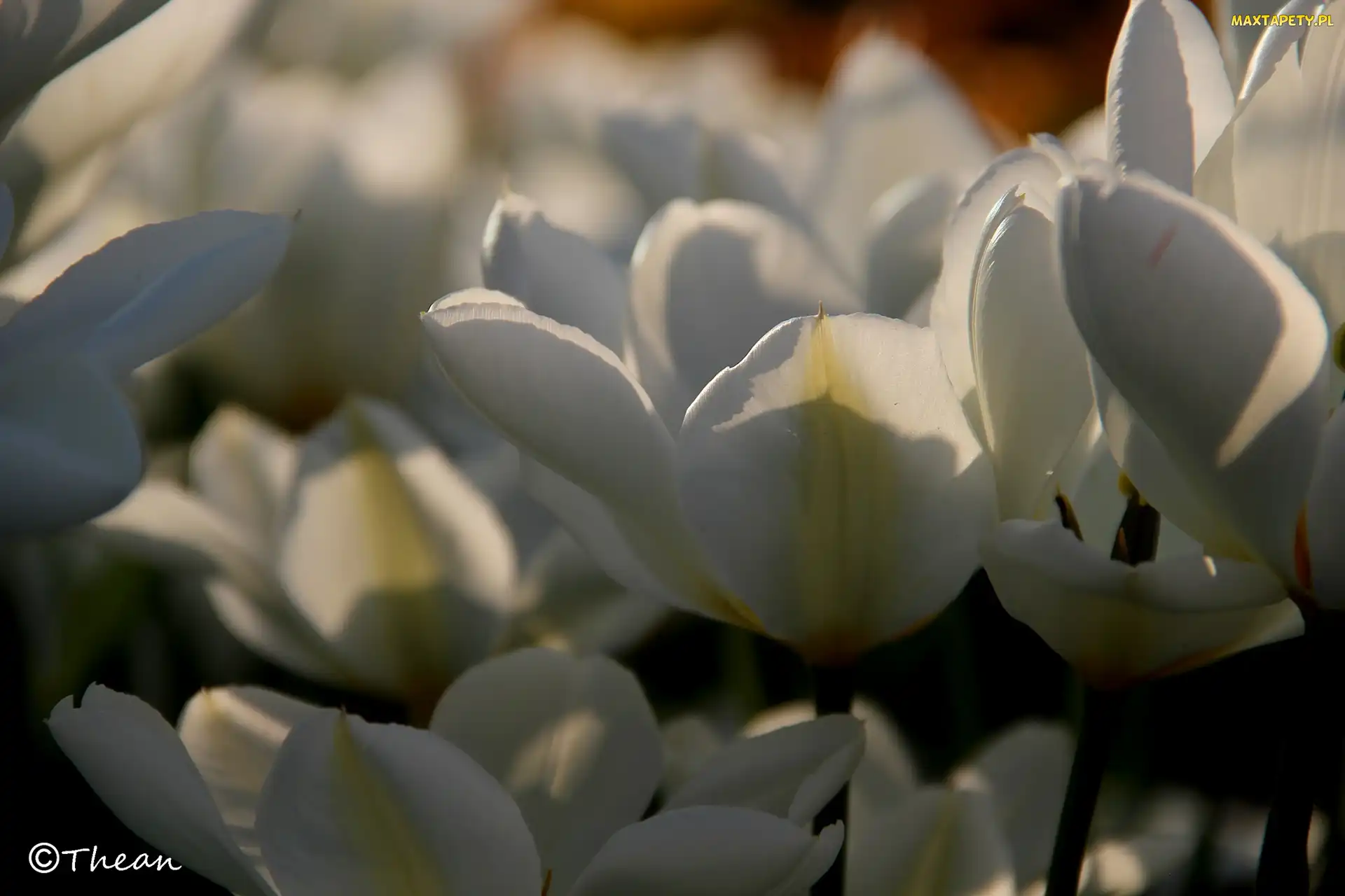 Tulipany, Płatki, Białe